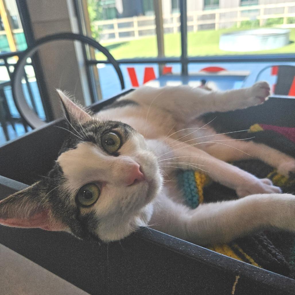 Tina, a Adoptable Domestic Short Hair in Hailey, ID image 1/6