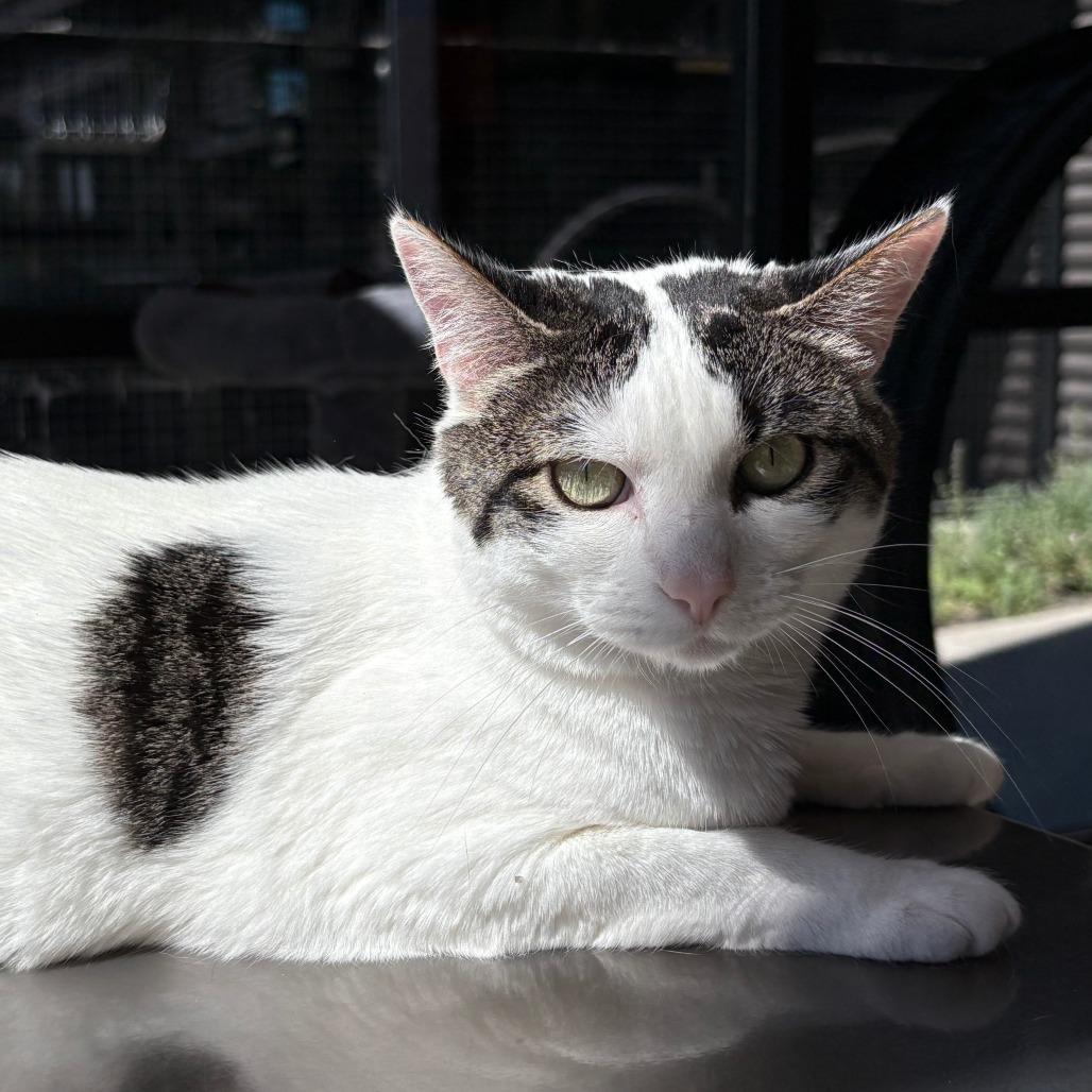 Tina, a Adoptable Domestic Short Hair in Hailey, ID image 2/6