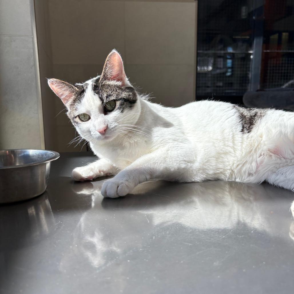 Tina, a Adoptable Domestic Short Hair in Hailey, ID image 3/6