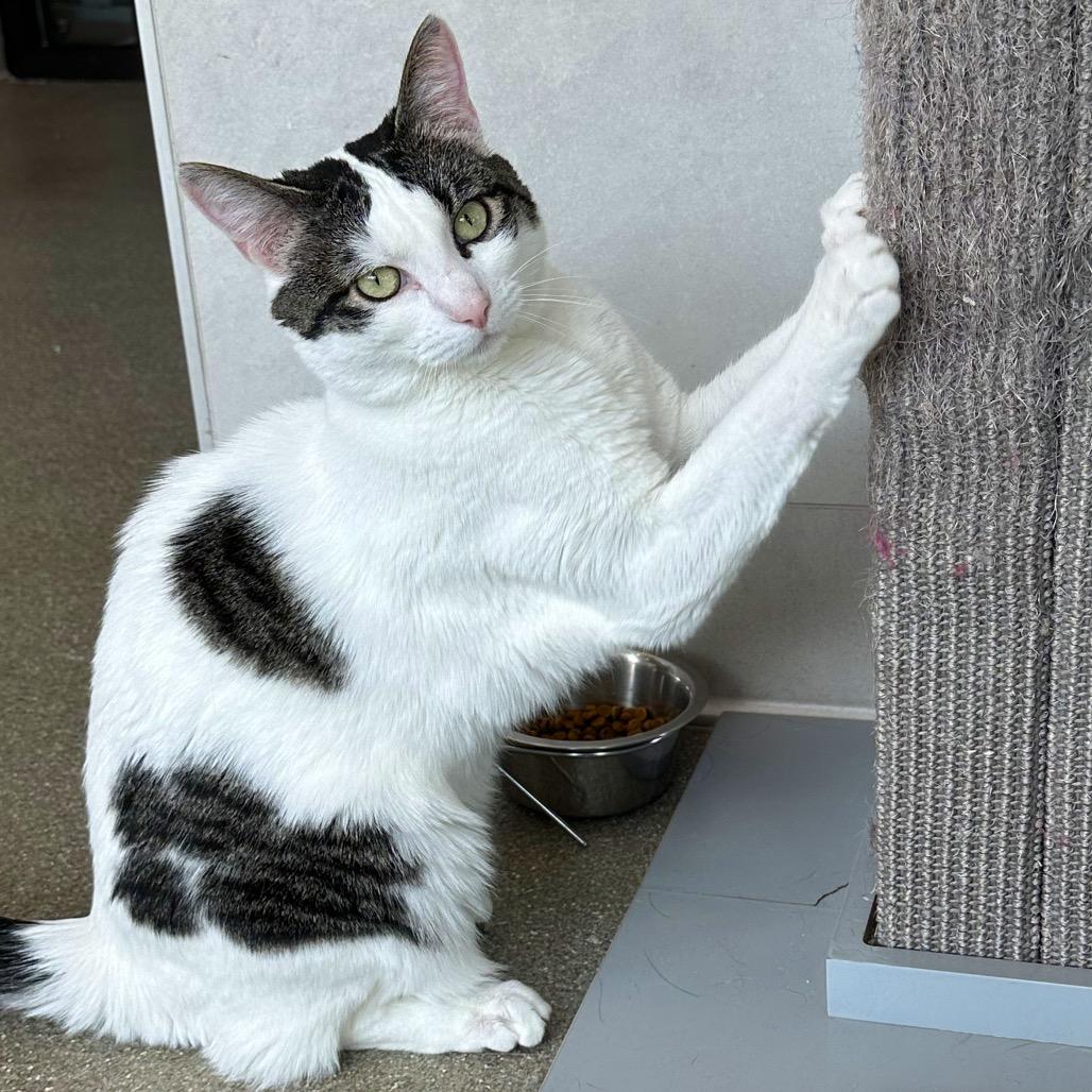 Tina, a Adoptable Domestic Short Hair in Hailey, ID image 4/6