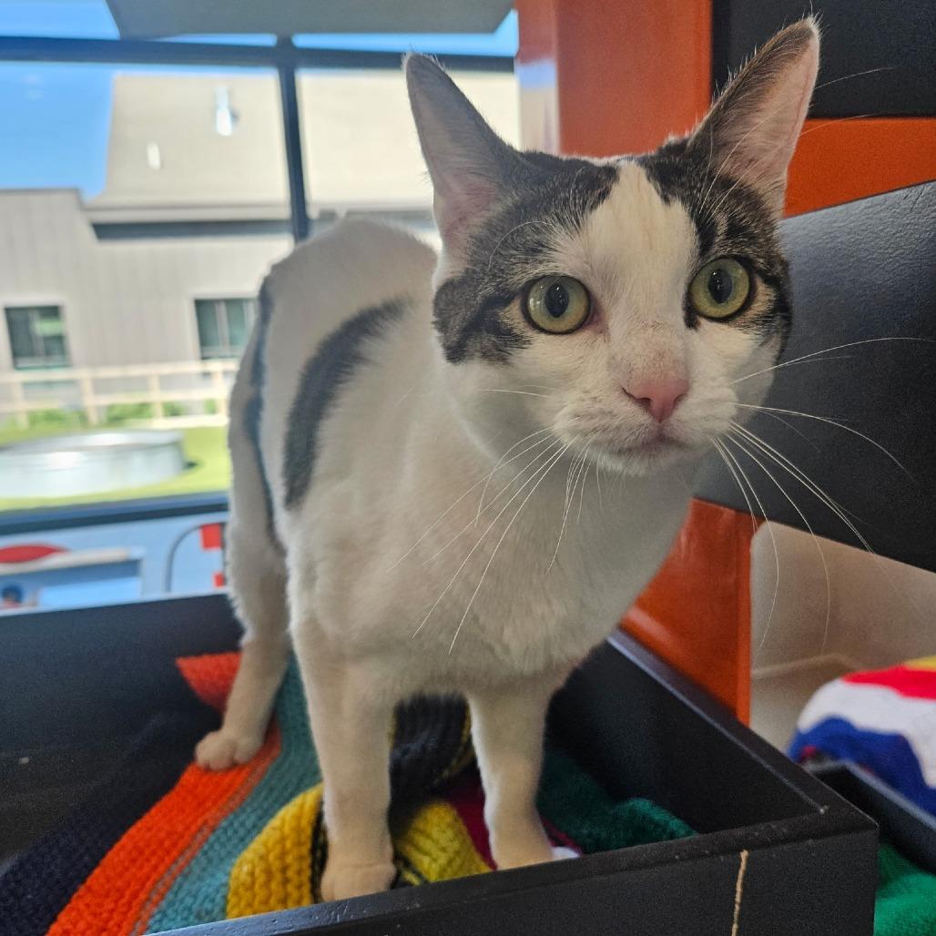 Tina, a Adoptable Domestic Short Hair in Hailey, ID image 5/6