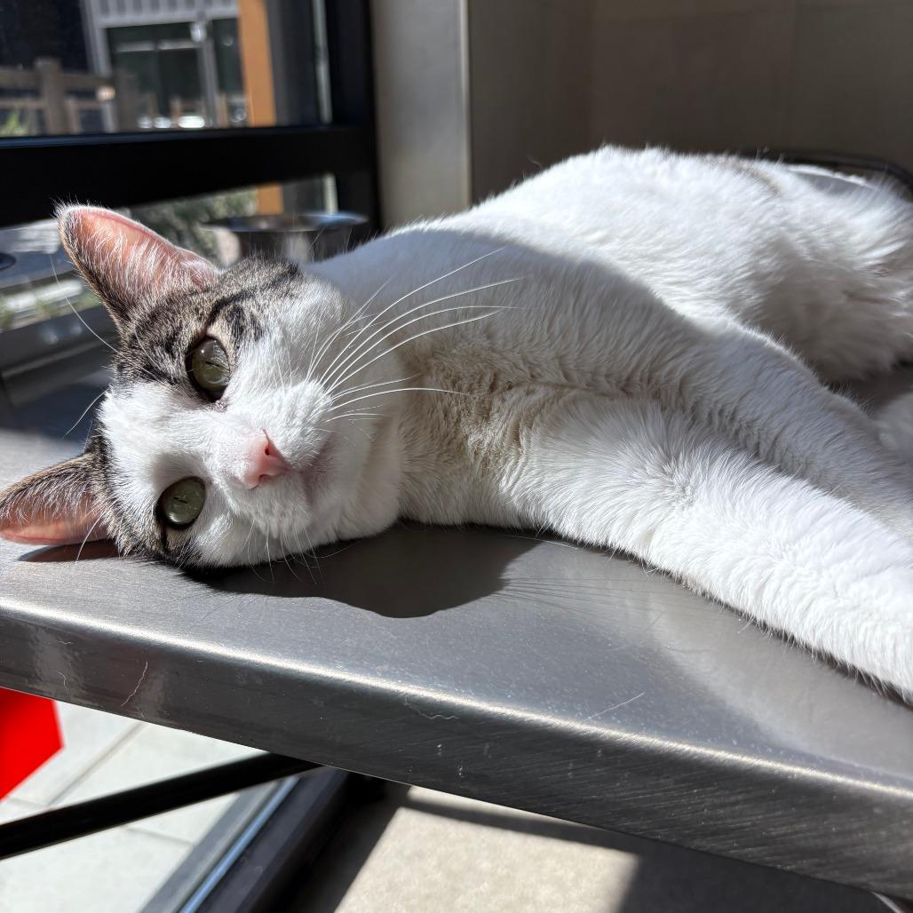 Tina, a Adoptable Domestic Short Hair in Hailey, ID image 6/6