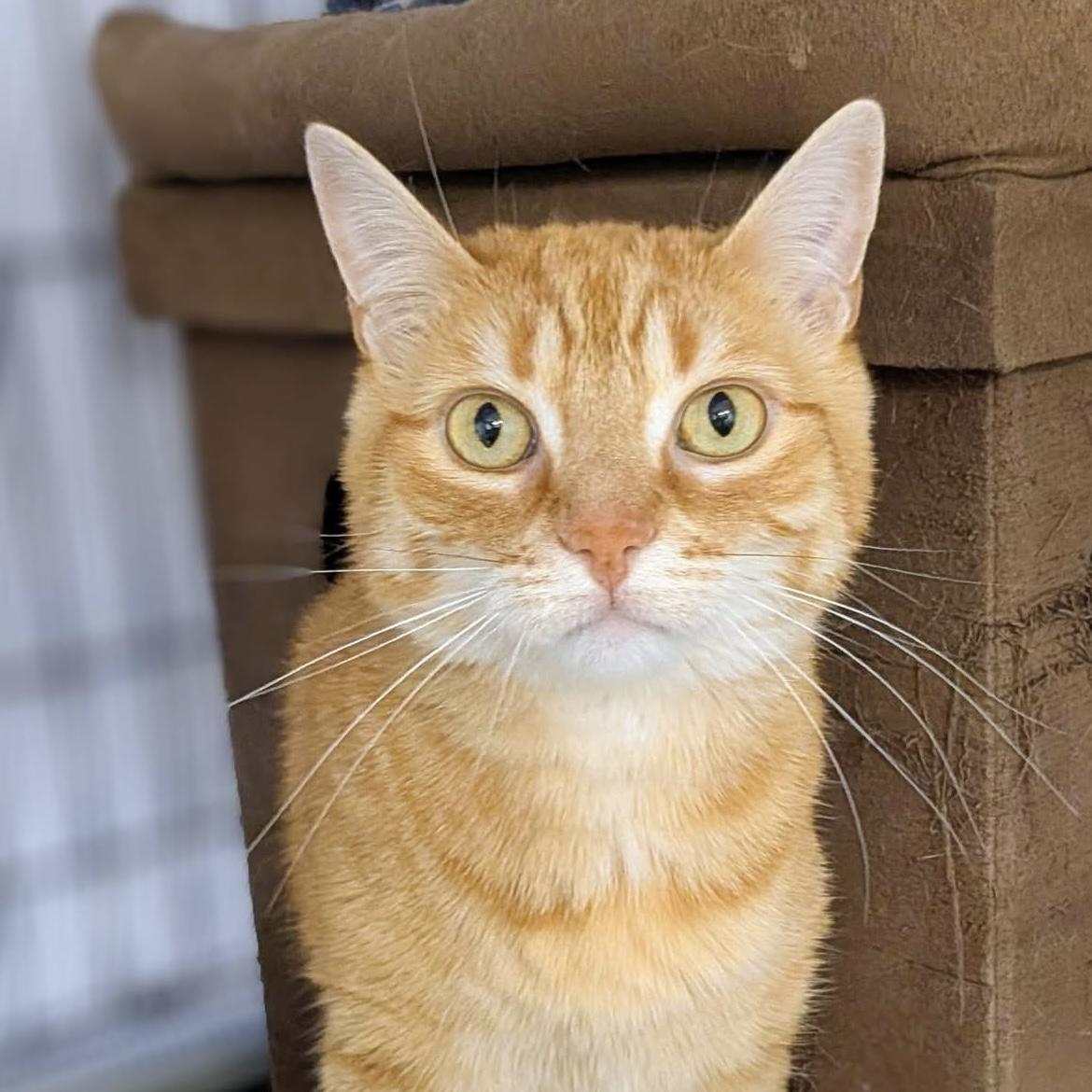 JJ Bonded with DRAYTON, an adopted Domestic Short Hair in Delhi, ON image 1/2