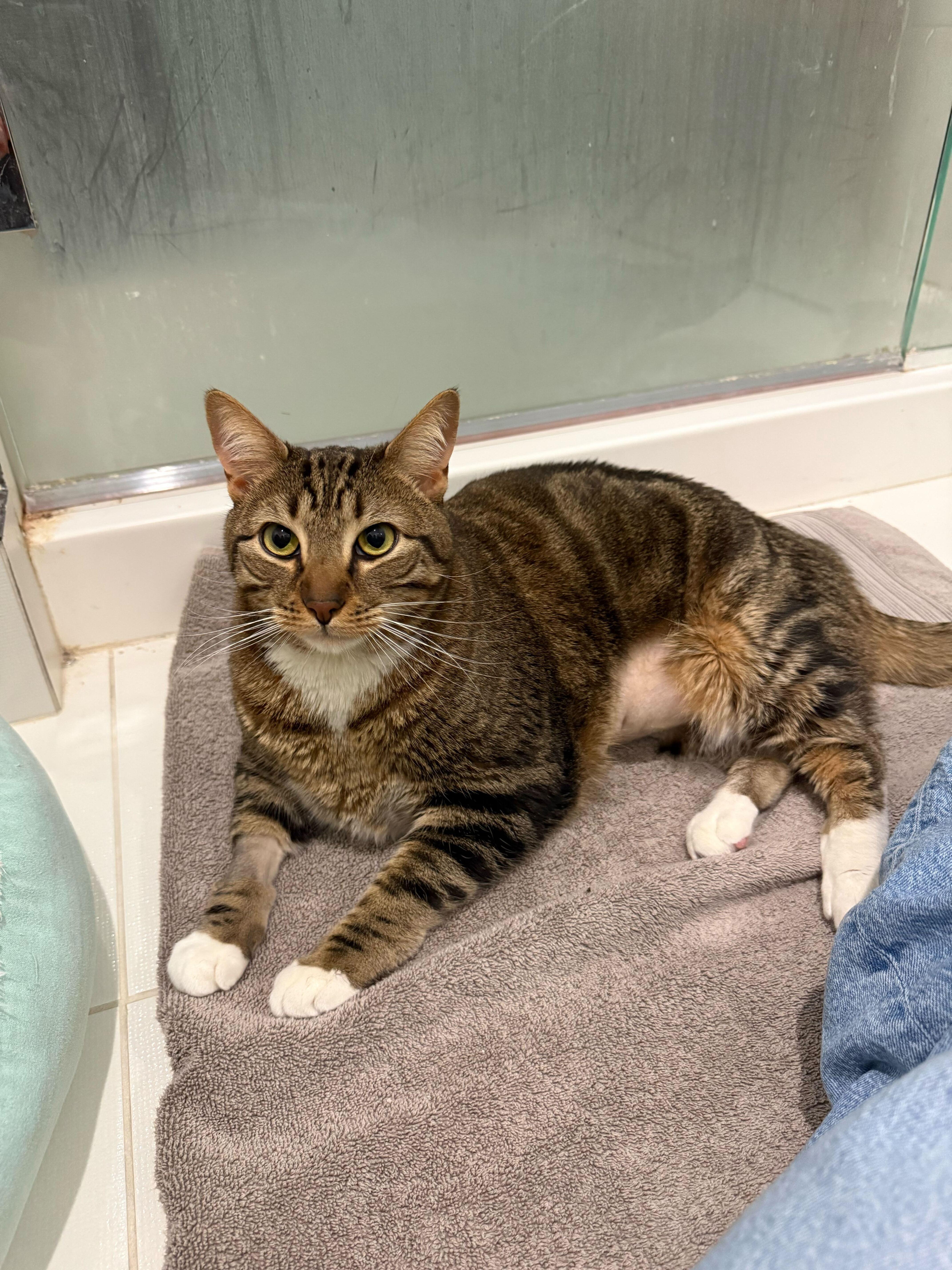 Enlarge Potato, a Adoptable Domestic Short Hair in Waltham, MA image 2/4