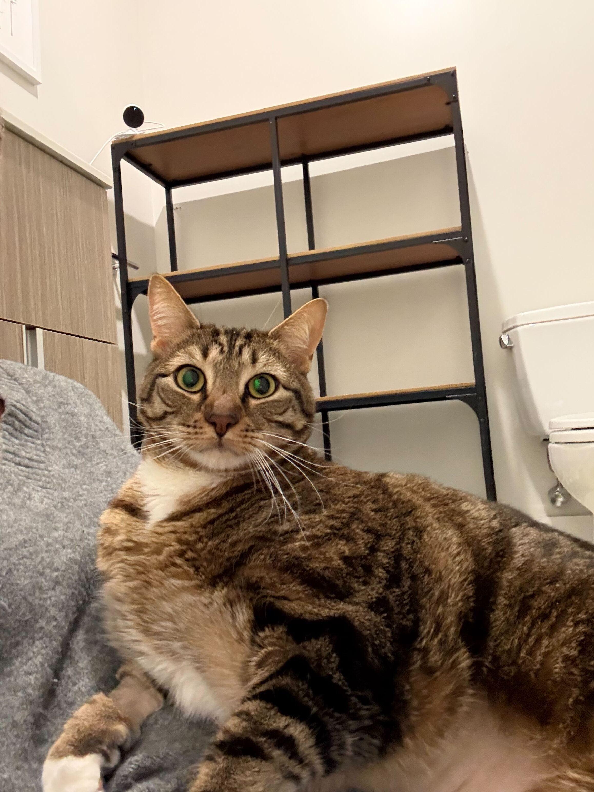 Enlarge Potato, a Adoptable Domestic Short Hair in Waltham, MA image 1/4