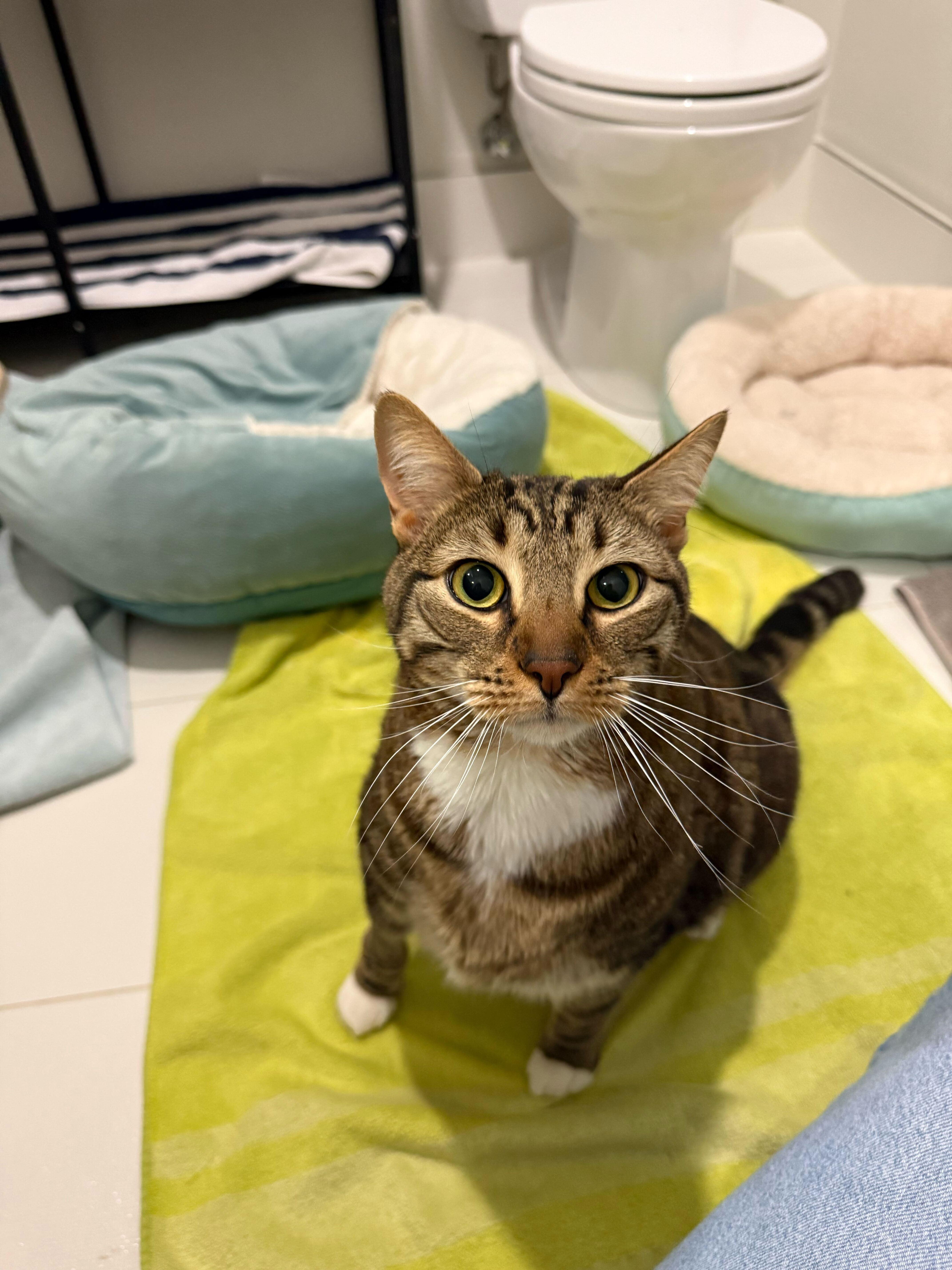 Enlarge Potato, a Adoptable Domestic Short Hair in Waltham, MA image 3/4