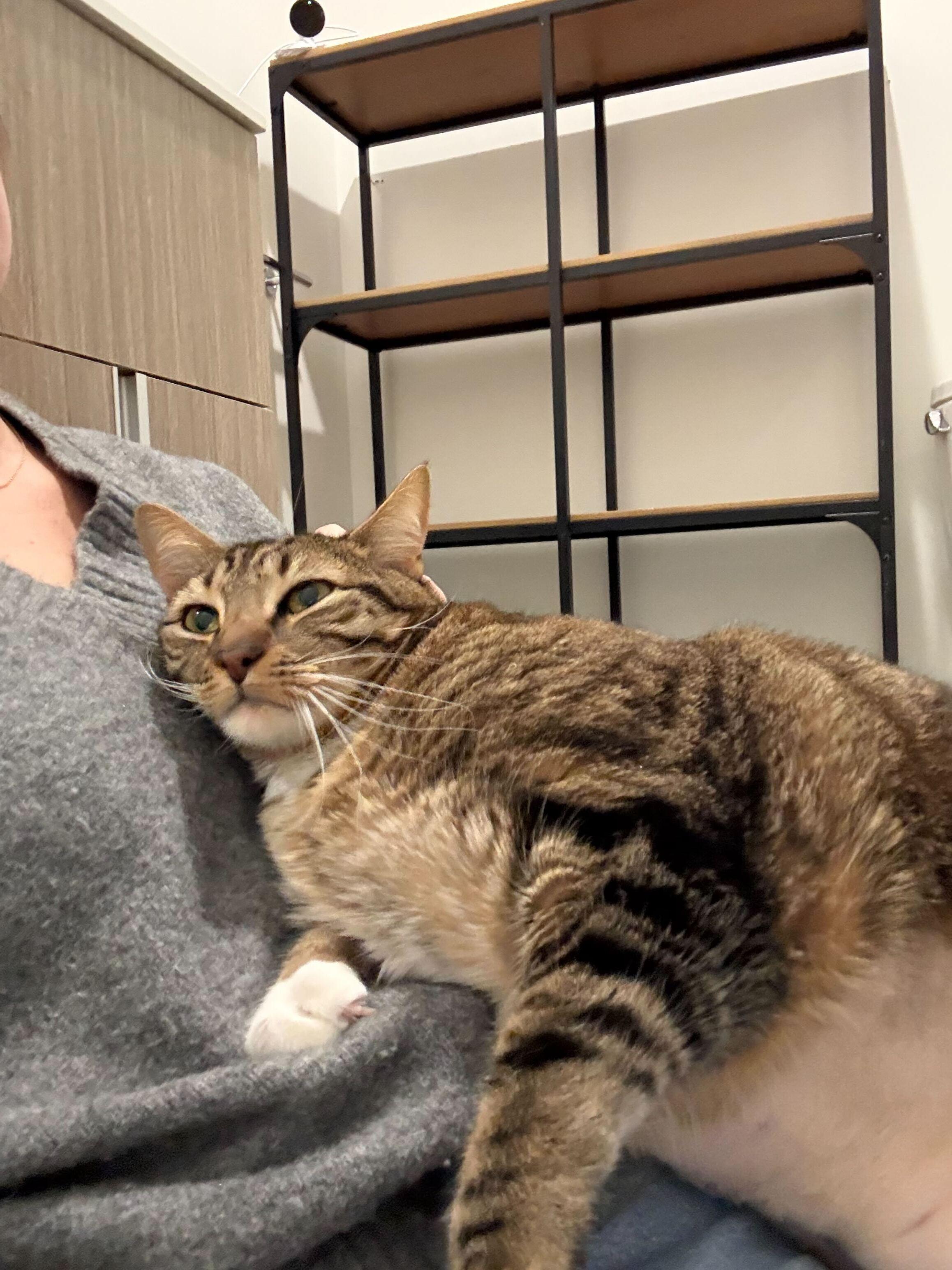 Enlarge Potato, a Adoptable Domestic Short Hair in Waltham, MA image 4/4