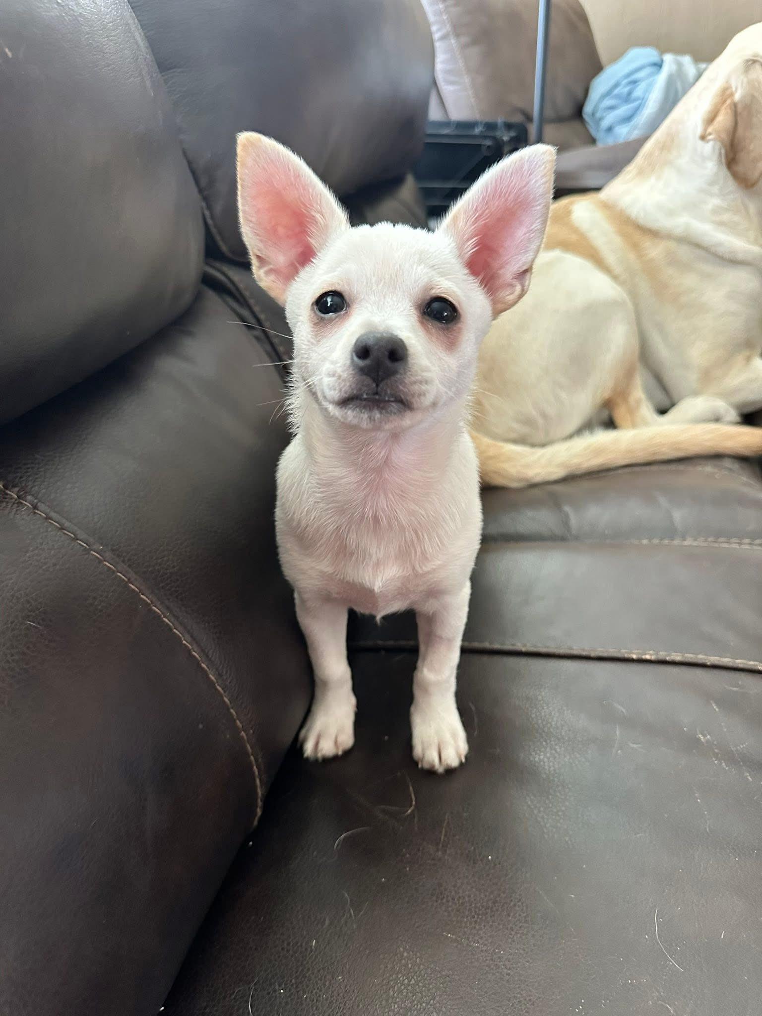 Prim, Adoptable, Young Female Pomeranian & Chihuahua.