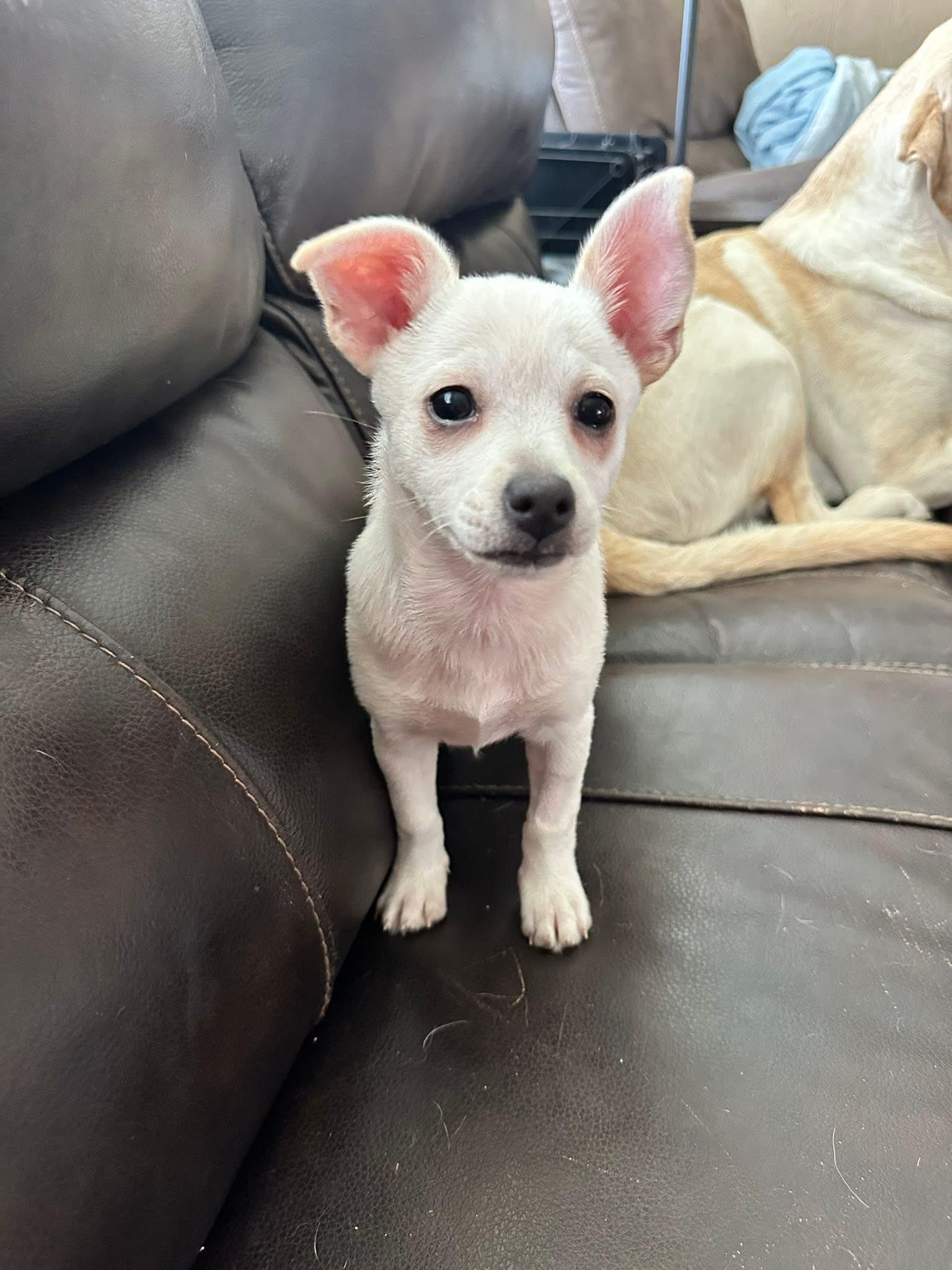 Prim, a Adoptable mixed breed in West Richland, WA image 2/2