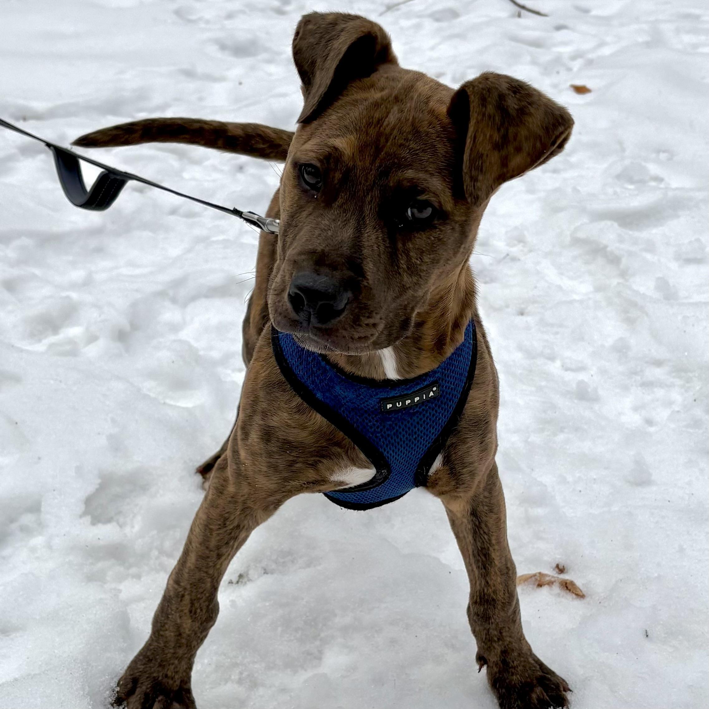 Enlarge Snickers, an adopted mixed breed in Prior Lake, MN image 5/5