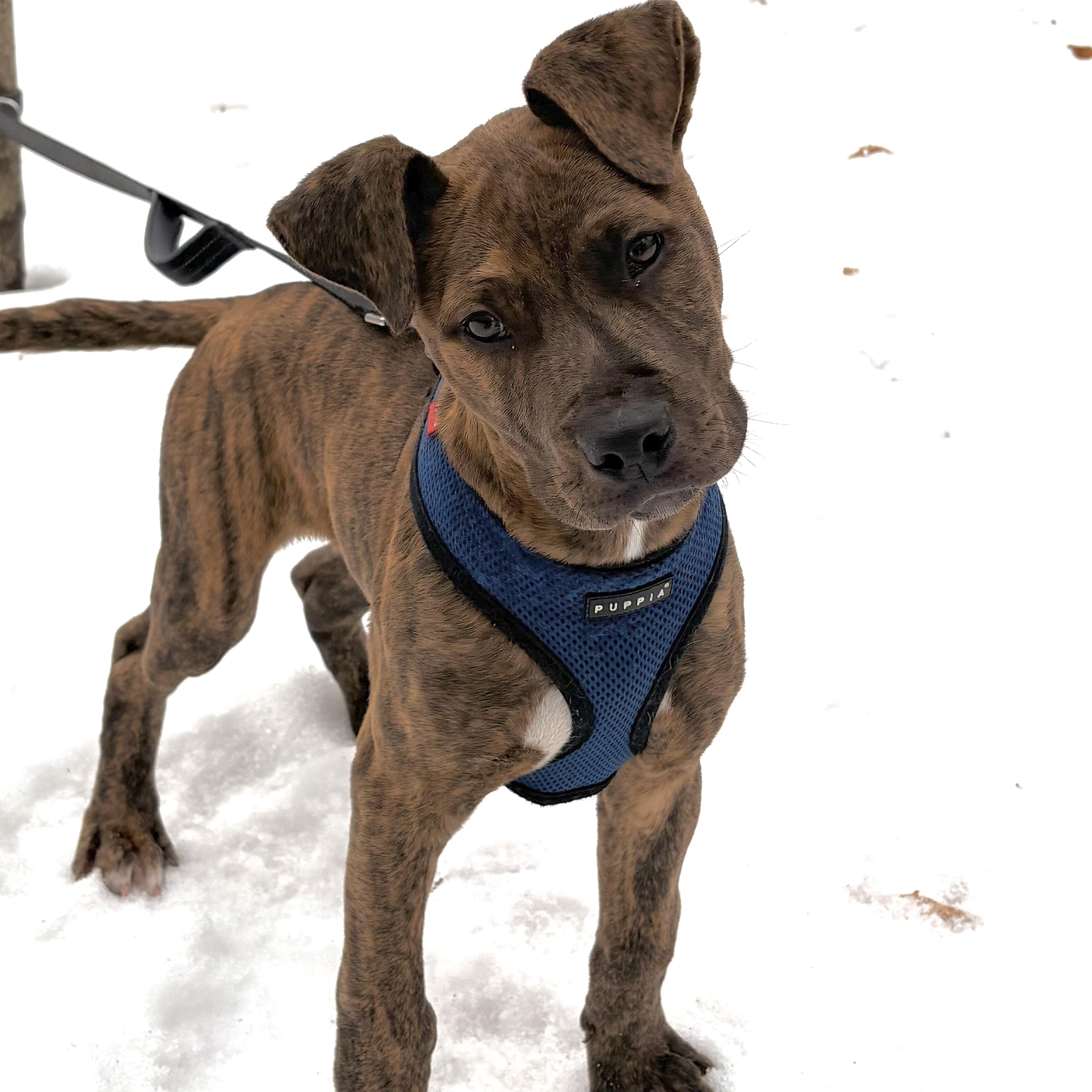 Enlarge Snickers, an adopted mixed breed in Prior Lake, MN image 1/5