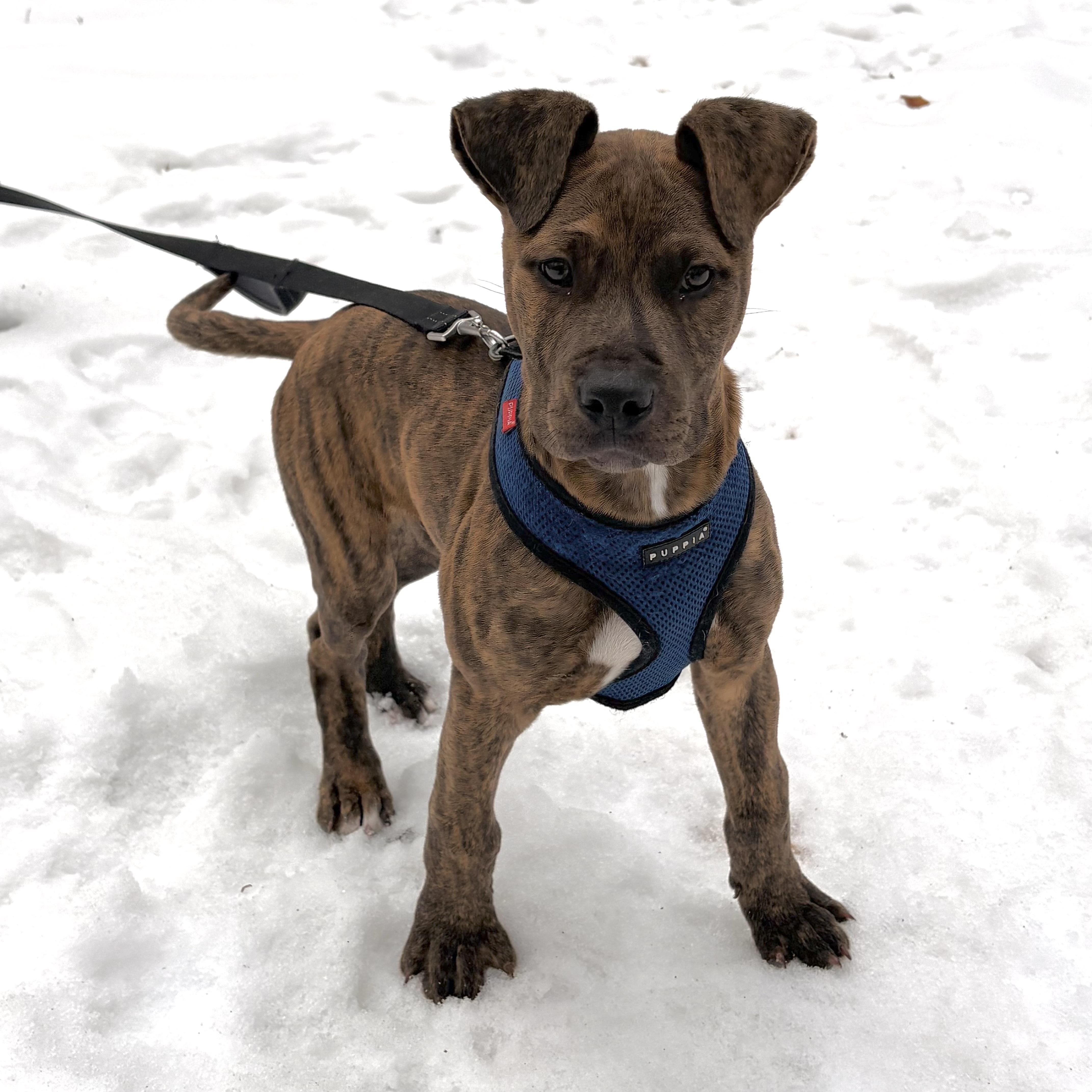 Enlarge Snickers, an adopted mixed breed in Prior Lake, MN image 2/5