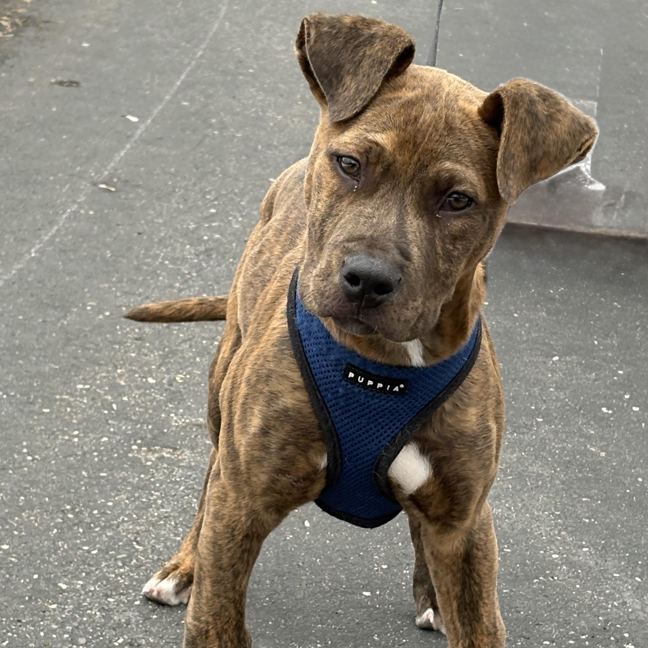 Enlarge Snickers, an adopted mixed breed in Prior Lake, MN image 4/5