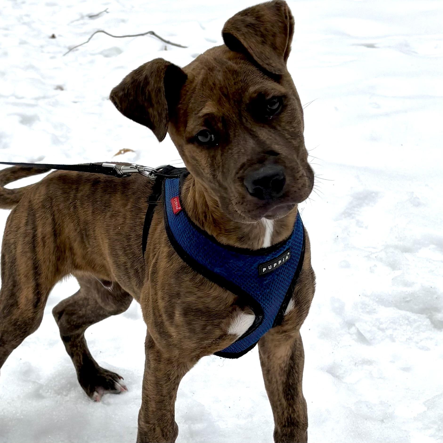 Enlarge Snickers, an adopted mixed breed in Prior Lake, MN image 3/5