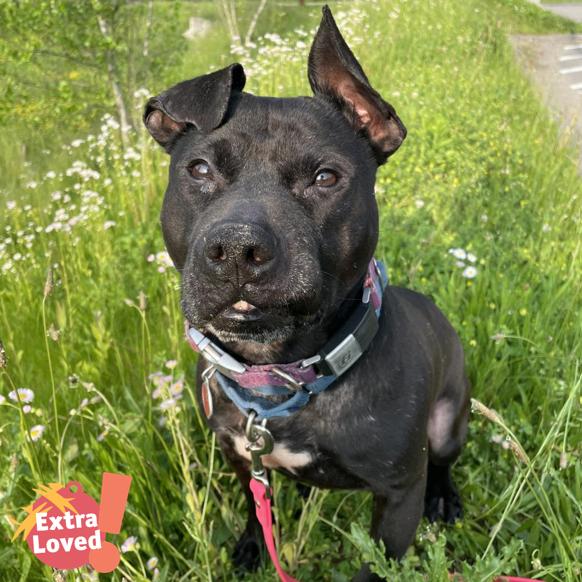 Namaste, Adoptable, Senior Male Mixed Breed.