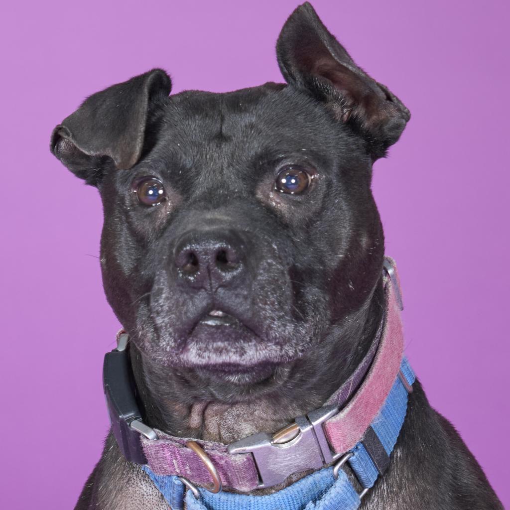 Enlarge Namaste, a Adoptable Mixed Breed in Pittsburgh, PA image 3/6