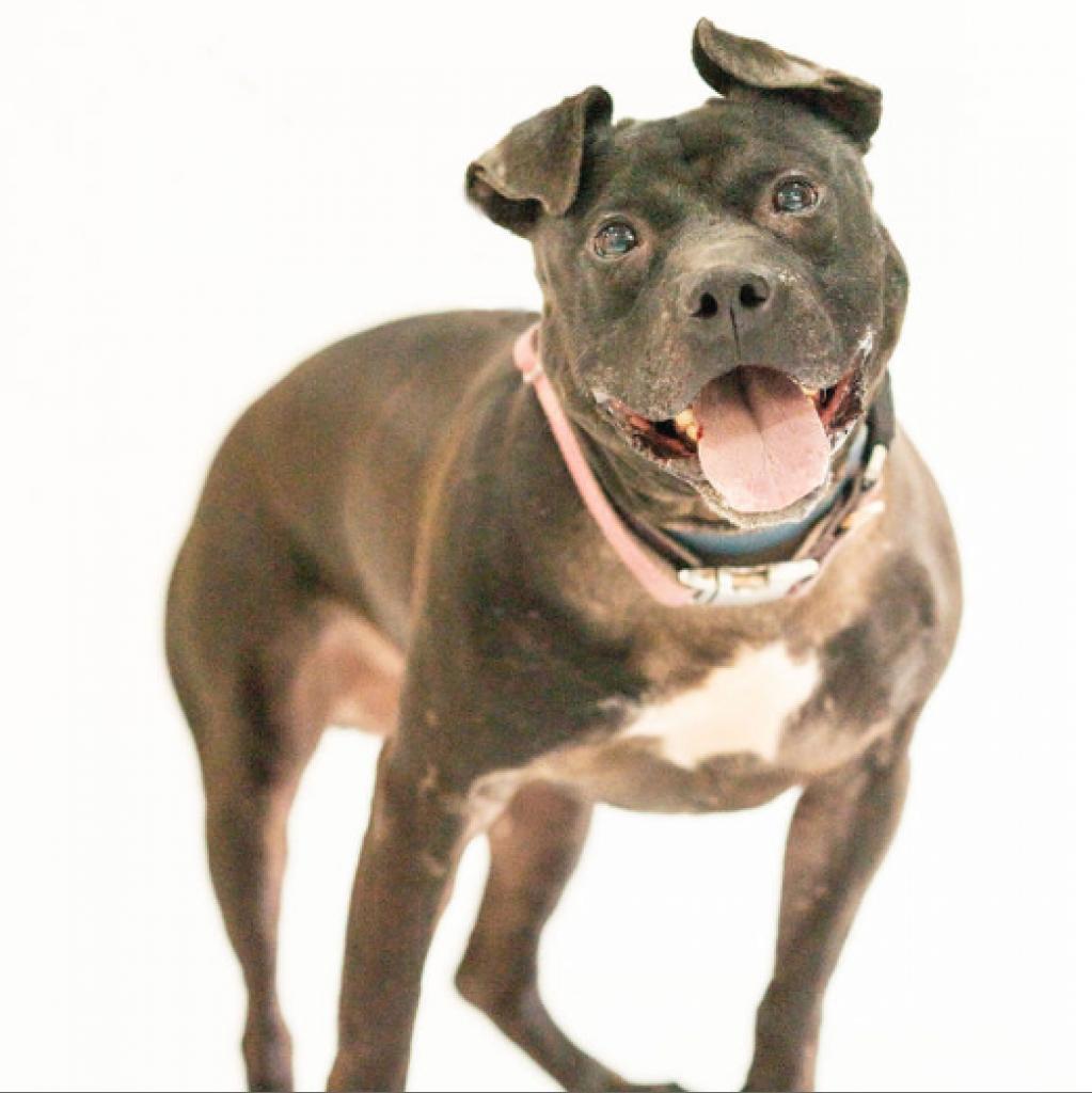 Enlarge Namaste, a Adoptable Mixed Breed in Pittsburgh, PA image 4/6