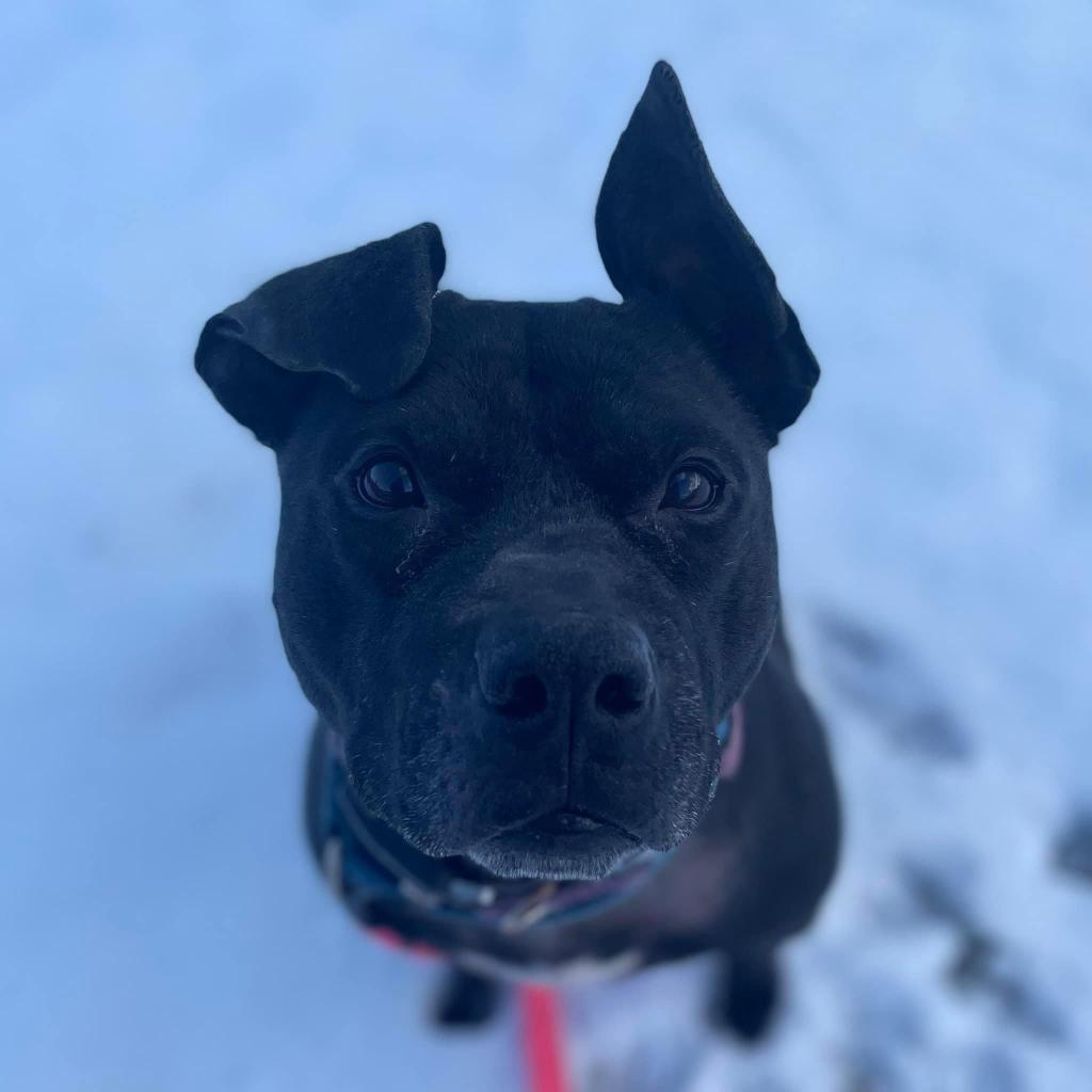 Enlarge Namaste, a Adoptable Mixed Breed in Pittsburgh, PA image 5/6