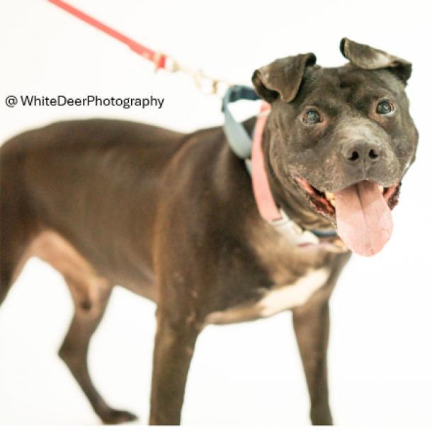 Enlarge Namaste, a Adoptable Mixed Breed in Pittsburgh, PA image 6/6