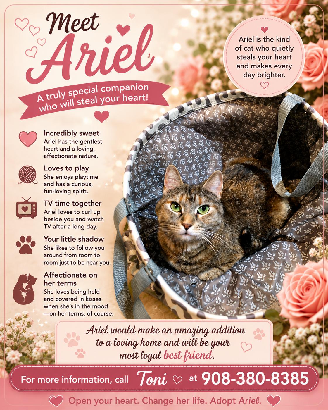 Ariel, a Adoptable Domestic Short Hair in East Hanover, NJ image 1/3