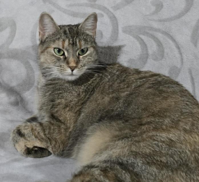 Ariel, a Adoptable Domestic Short Hair in East Hanover, NJ image 2/3