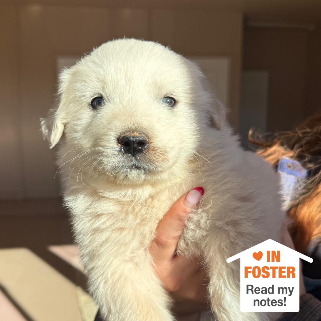 Potsticker — thumbnail 2