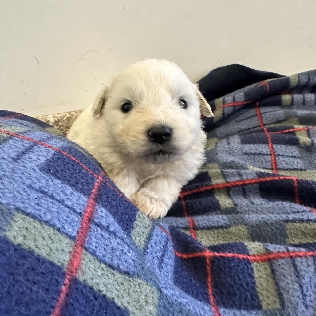 Potsticker — thumbnail 3