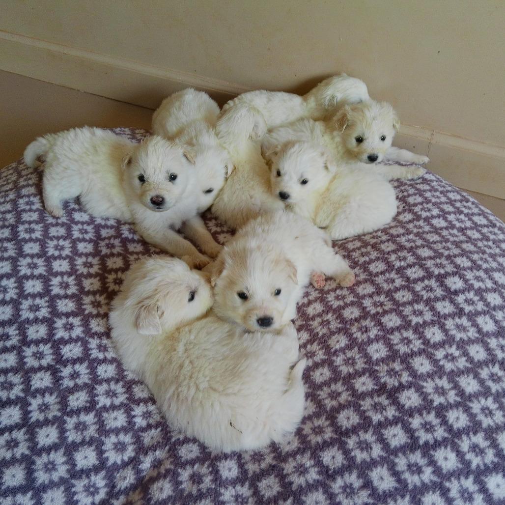 Potsticker — thumbnail 4