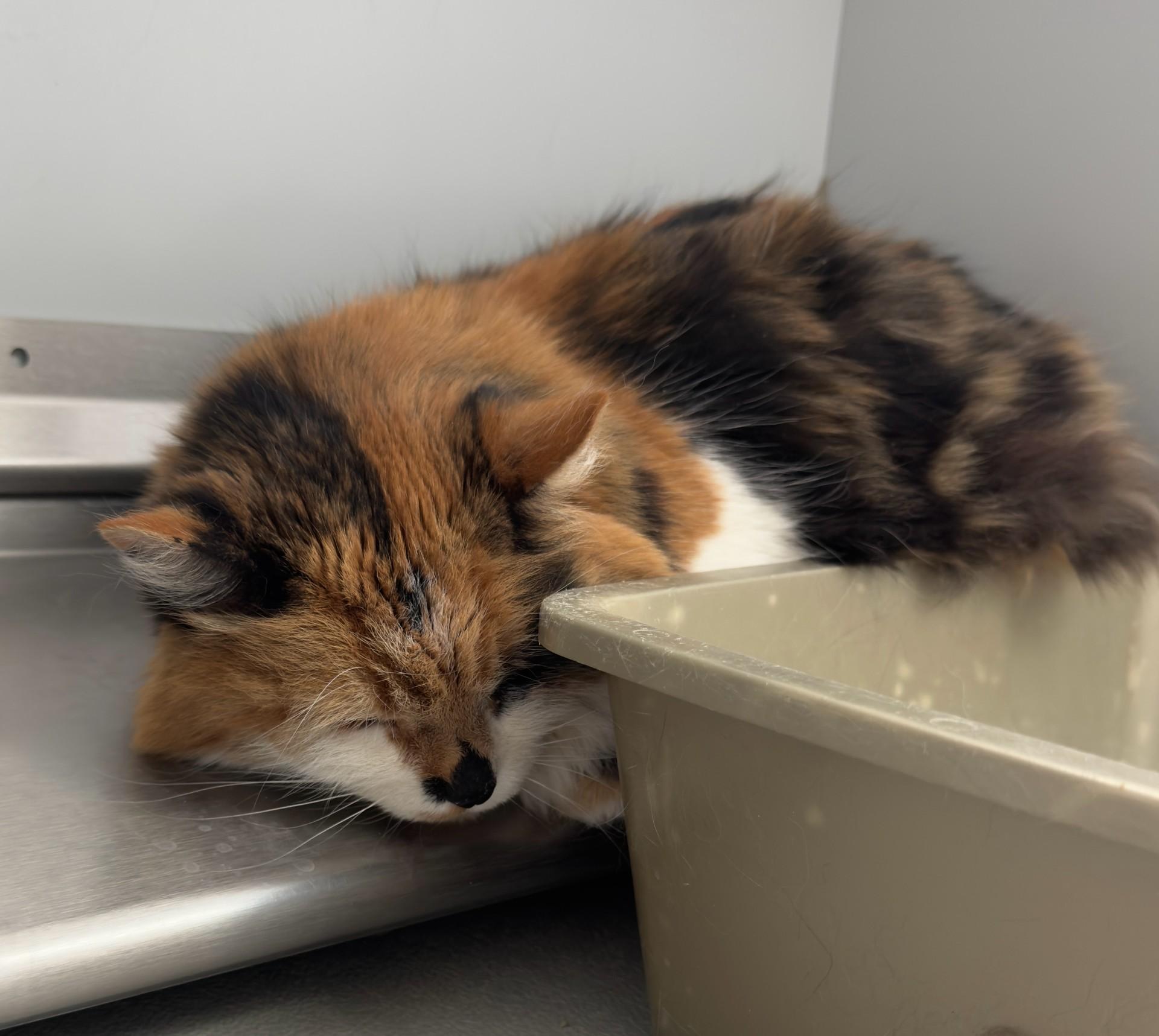 Enlarge 35612854 Callie, an adopted Domestic Medium Hair in Elko, NV image 1/1