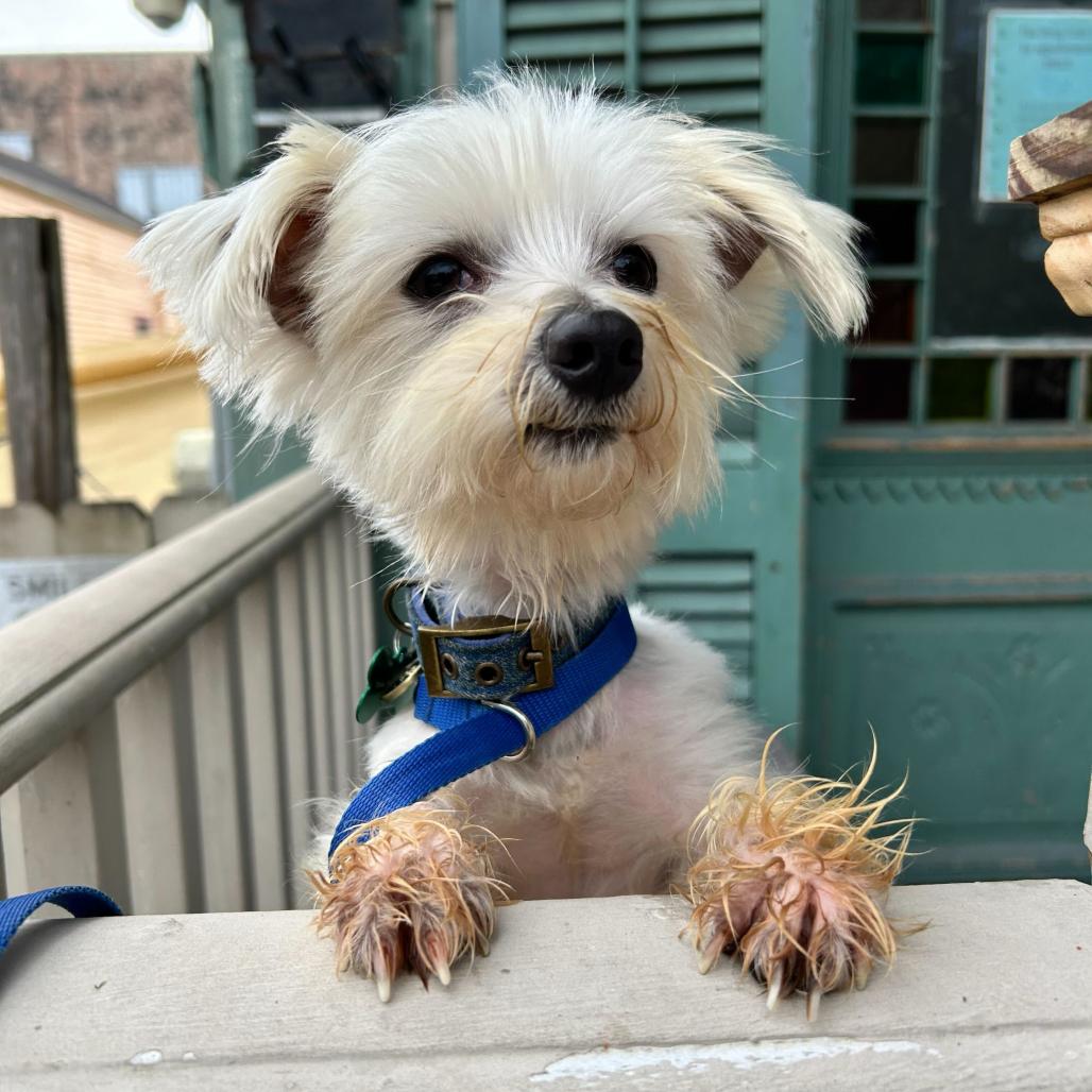 Rupert (Benefactor Dog)