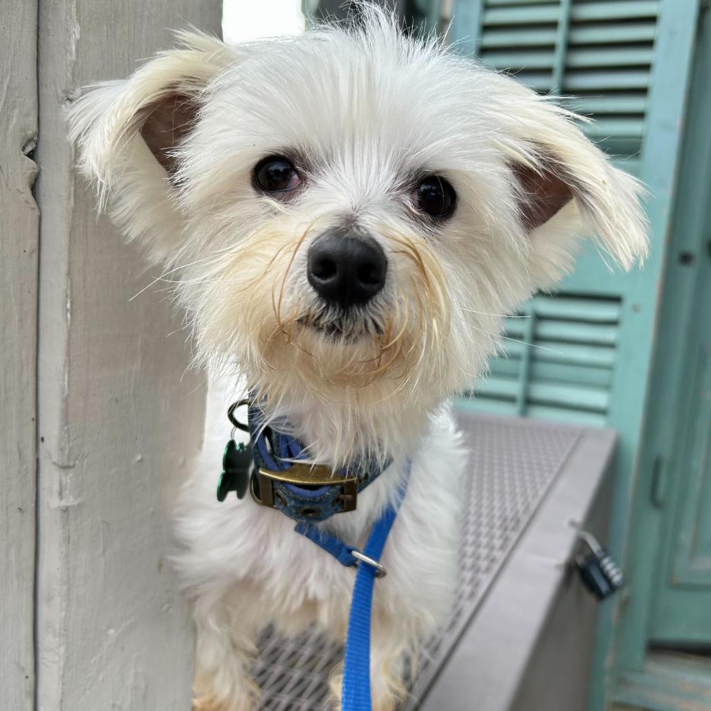 Rupert (Benefactor Dog) — thumbnail 2