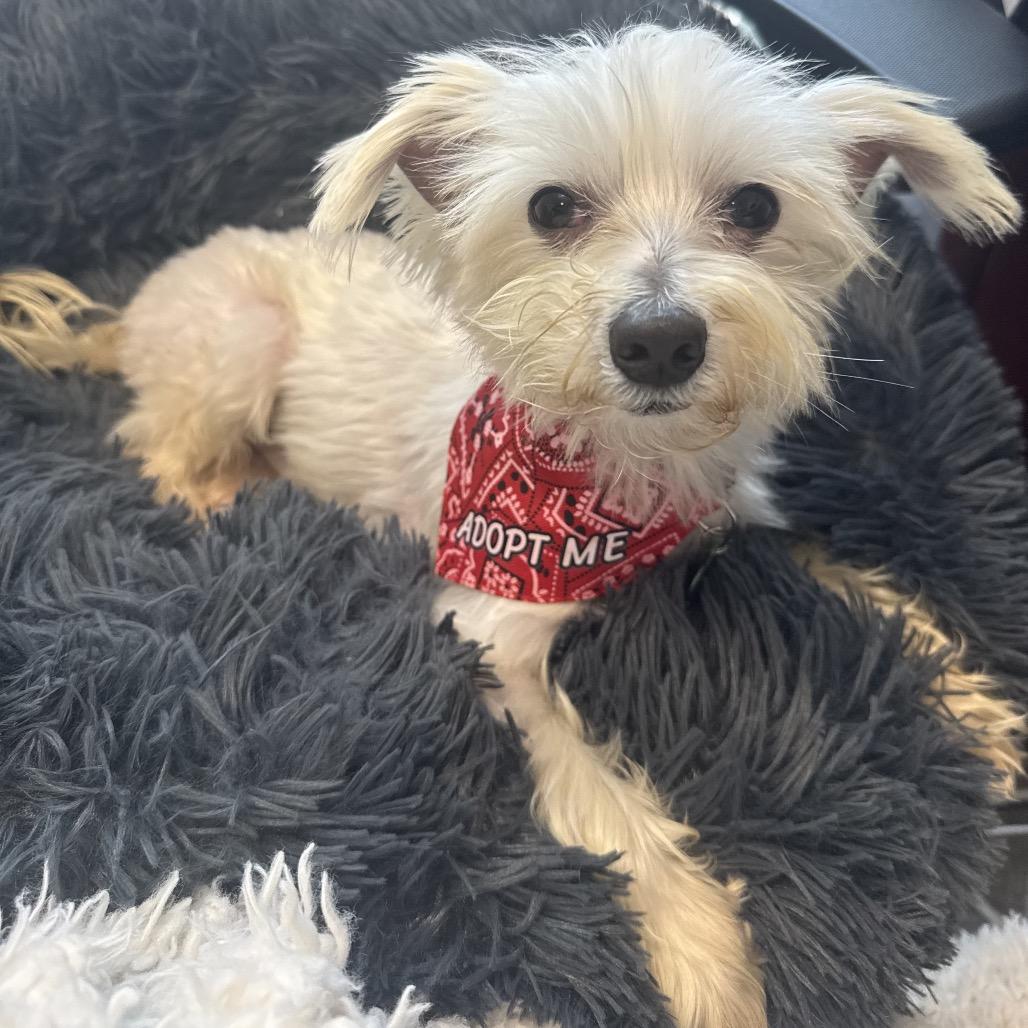 Rupert (Benefactor Dog) — thumbnail 4