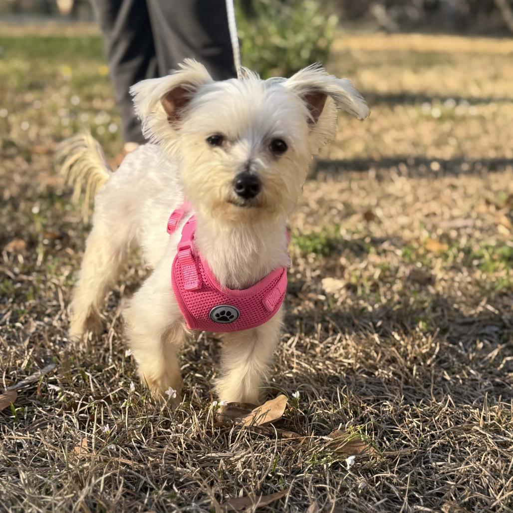 Rupert (Benefactor Dog) — thumbnail 5