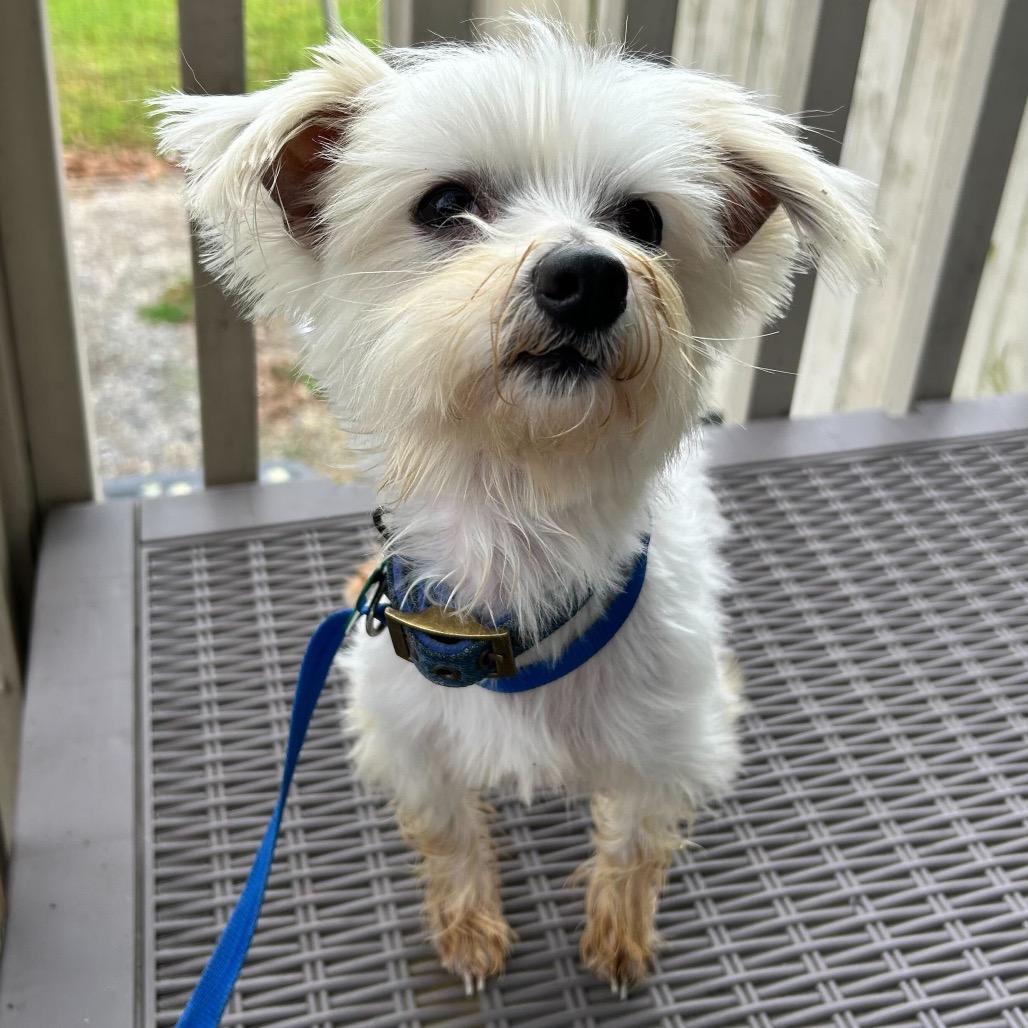 Rupert (Benefactor Dog) — thumbnail 6