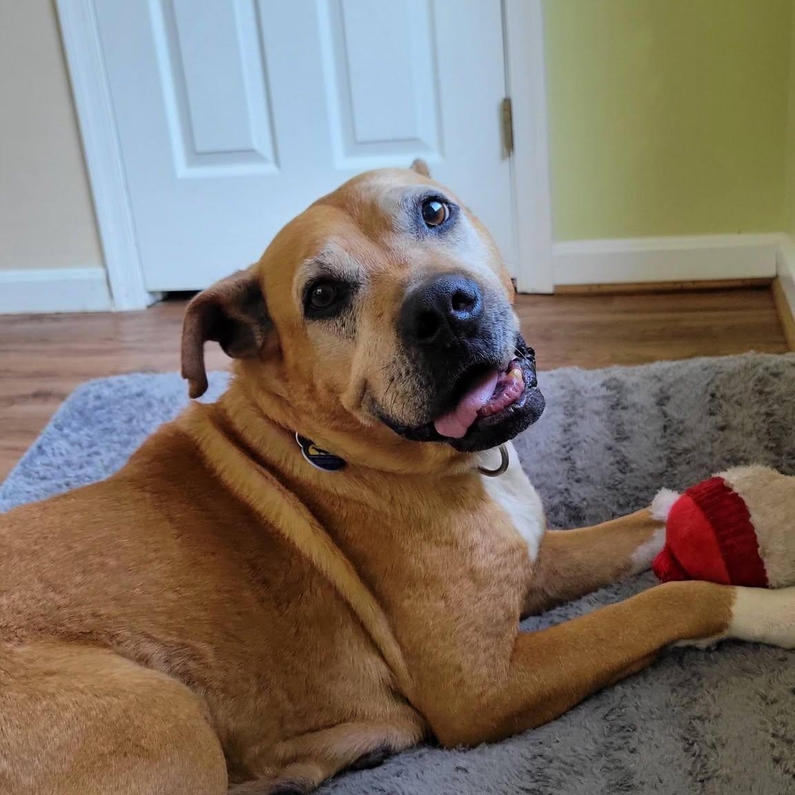 Enlarge Sophia, a Adoptable mixed breed in Severn, MD image 1/6