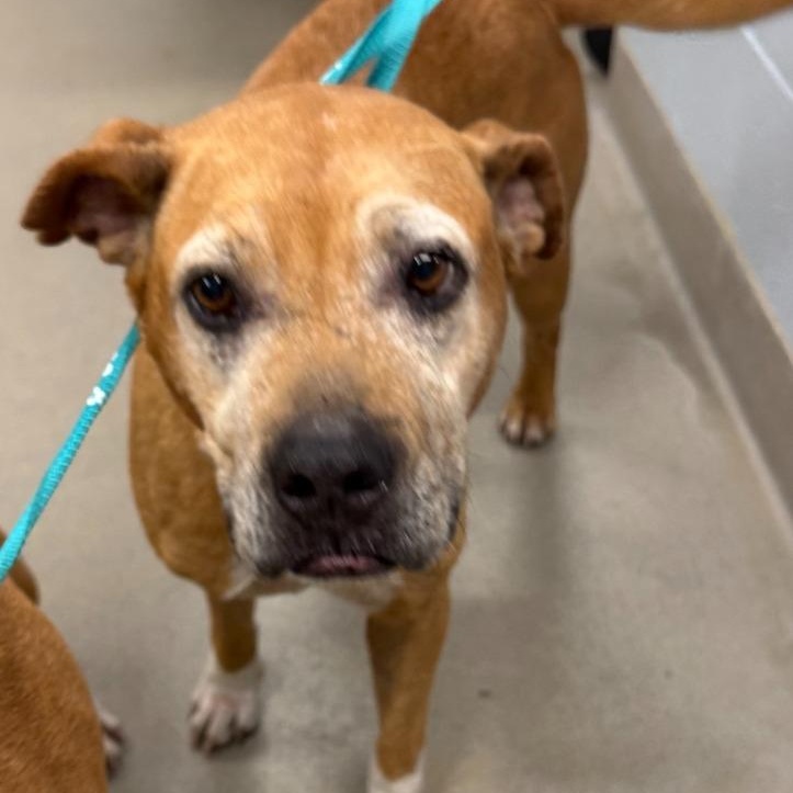 Enlarge Sophia, a Adoptable mixed breed in Severn, MD image 2/6