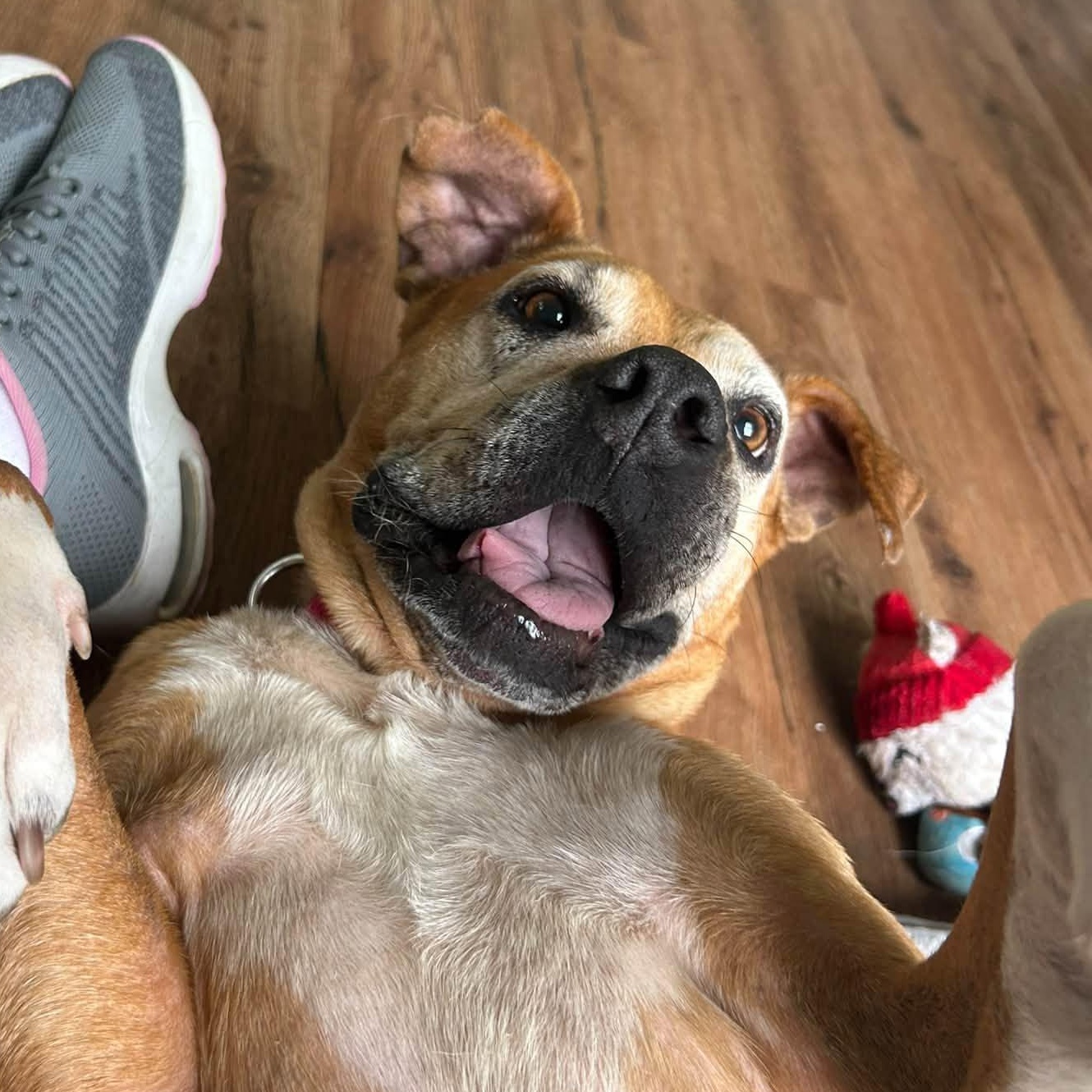 Enlarge Sophia, a Adoptable mixed breed in Severn, MD image 3/6
