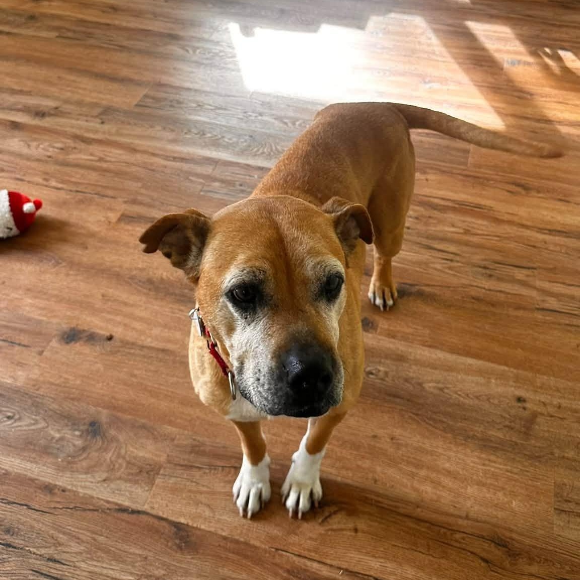 Enlarge Sophia, a Adoptable mixed breed in Severn, MD image 5/6