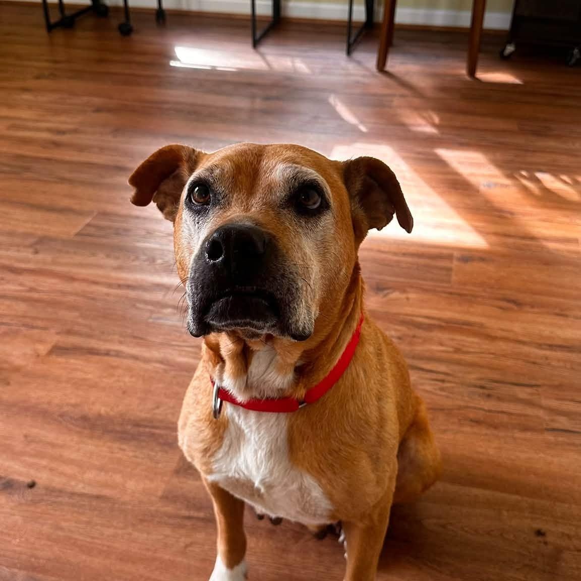Enlarge Sophia, a Adoptable mixed breed in Severn, MD image 6/6