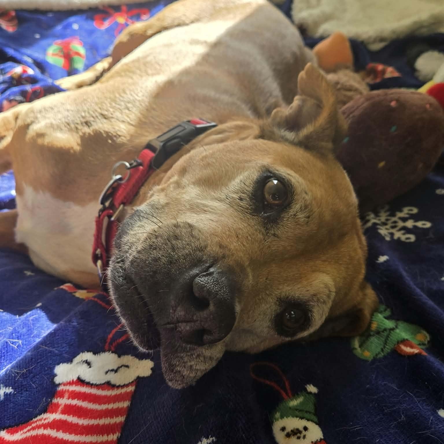 Enlarge Sophia, a Adoptable mixed breed in Severn, MD image 1/6