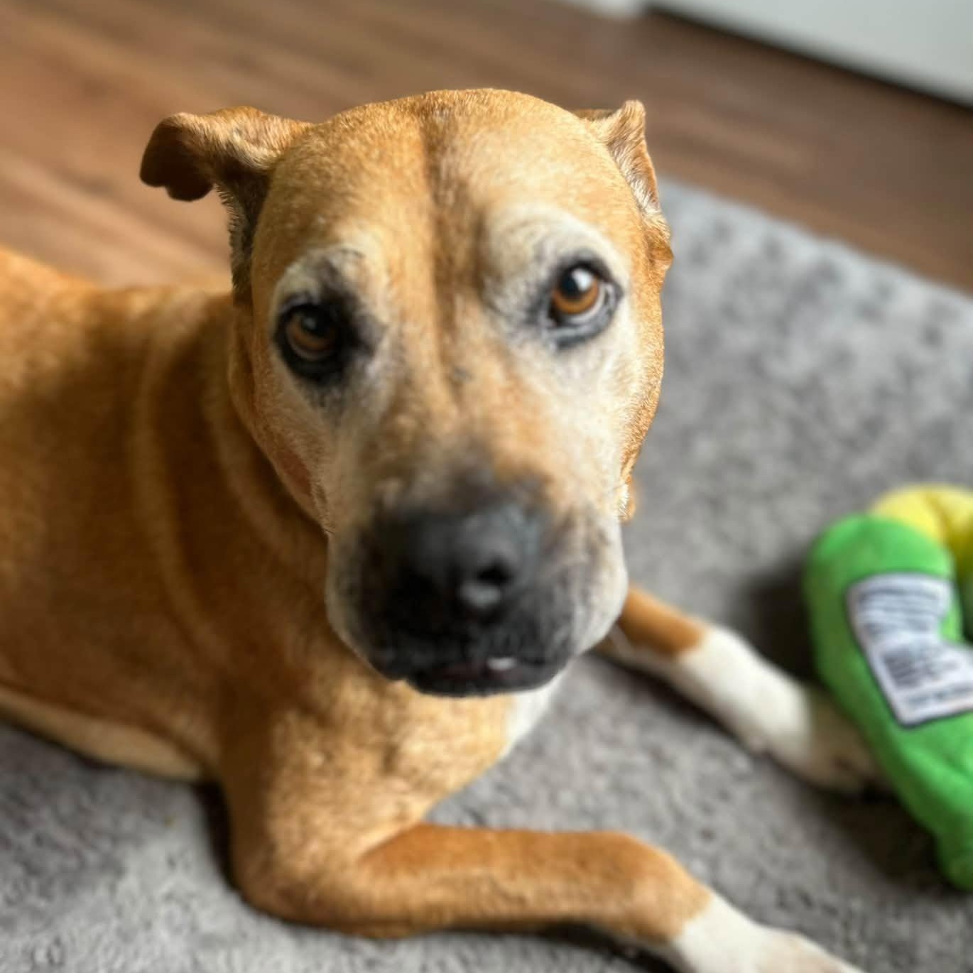 Enlarge Sophia, a Adoptable mixed breed in Severn, MD image 4/6