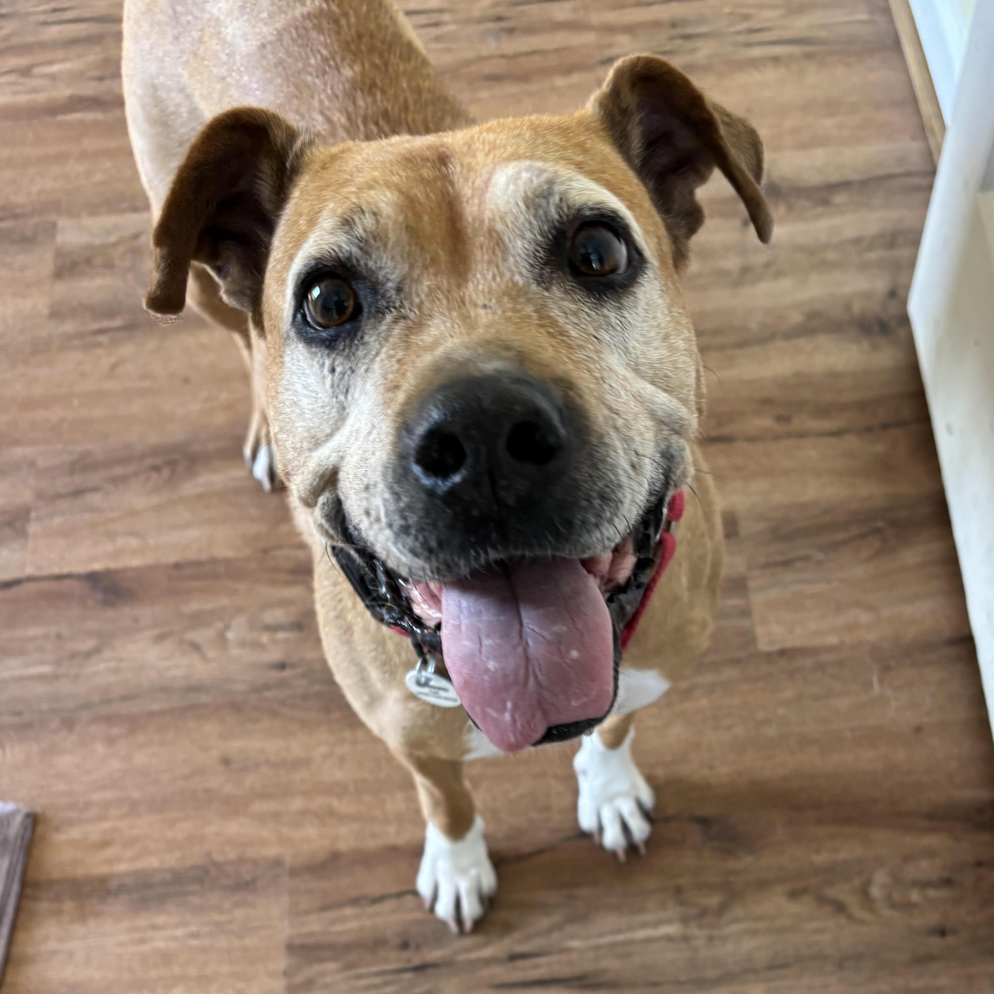 Enlarge Sophia, a Adoptable mixed breed in Severn, MD image 2/6