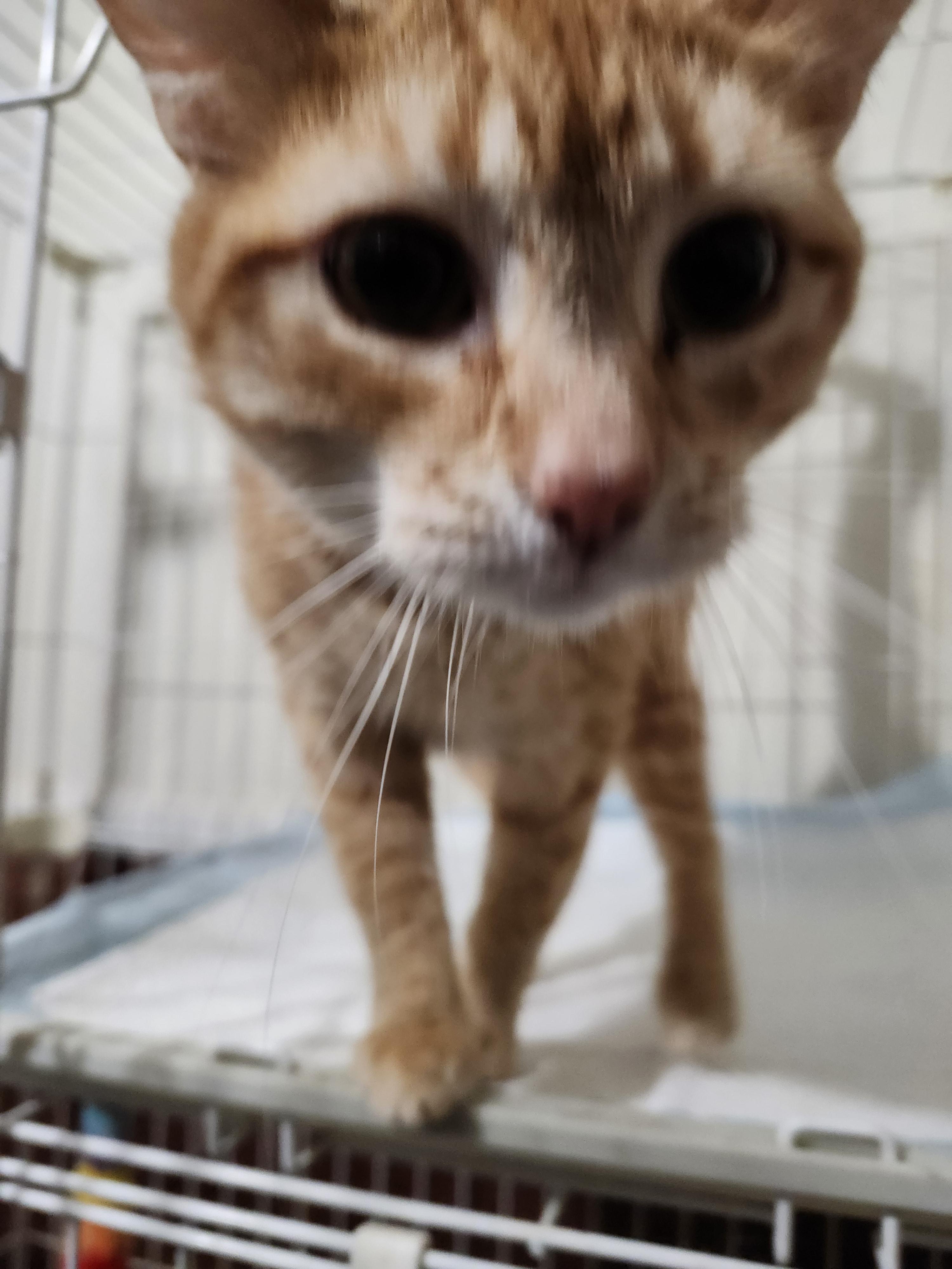 Enlarge Mattie, a Adopted American Shorthair in Hartselle, AL image 2/4