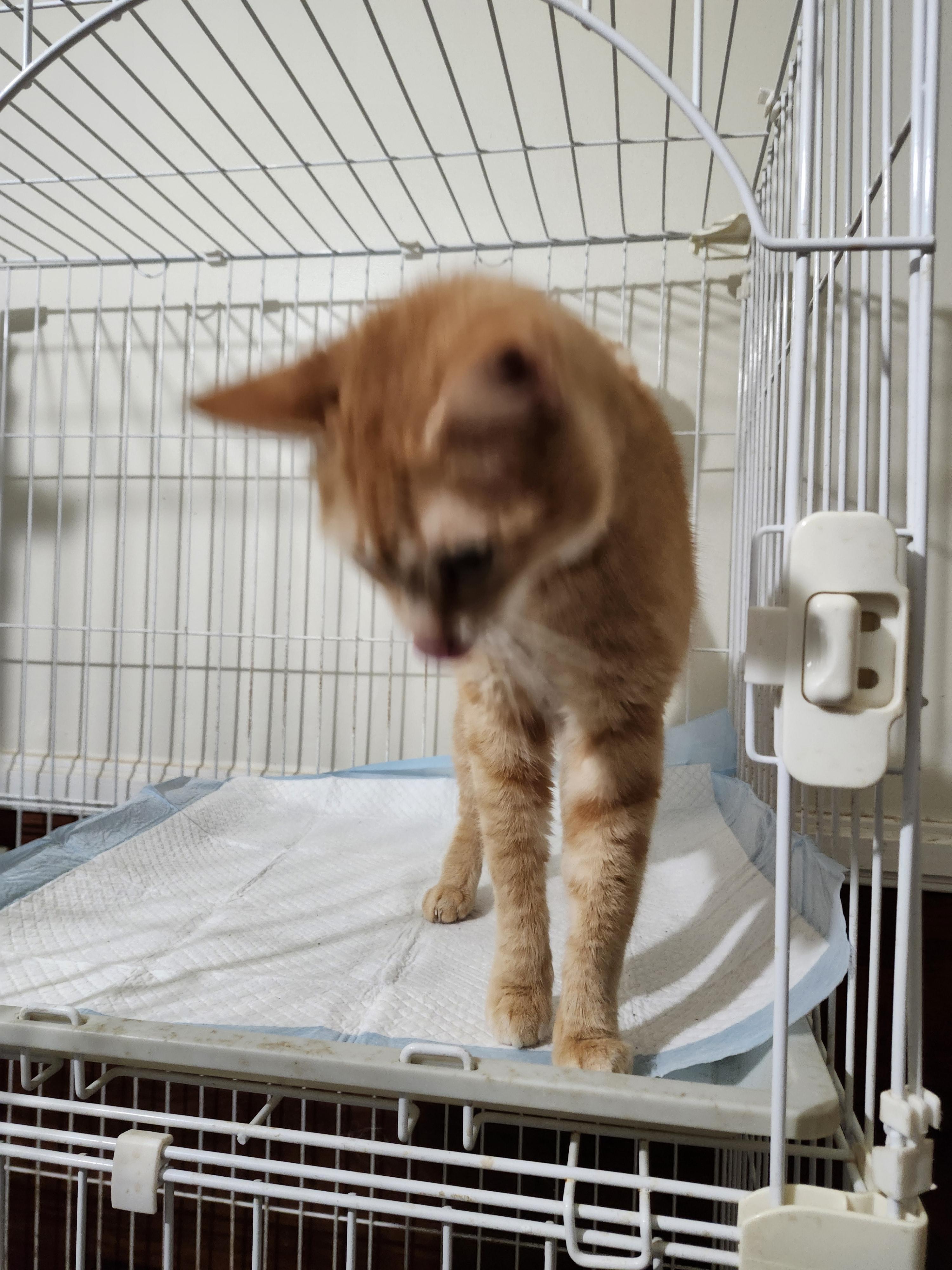 Enlarge Mattie, a Adopted American Shorthair in Hartselle, AL image 3/4