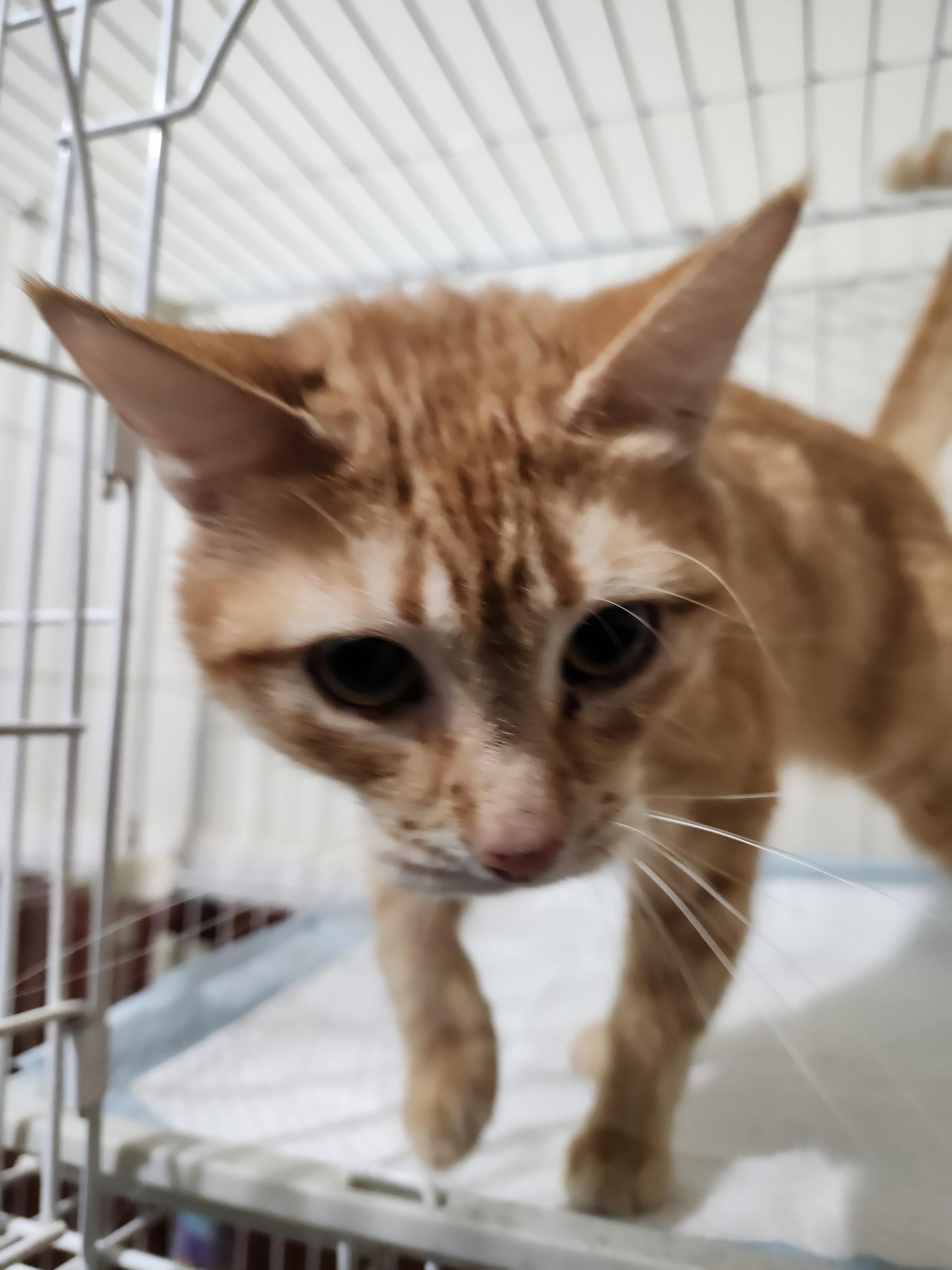 Enlarge Mattie, a Adopted American Shorthair in Hartselle, AL image 4/4