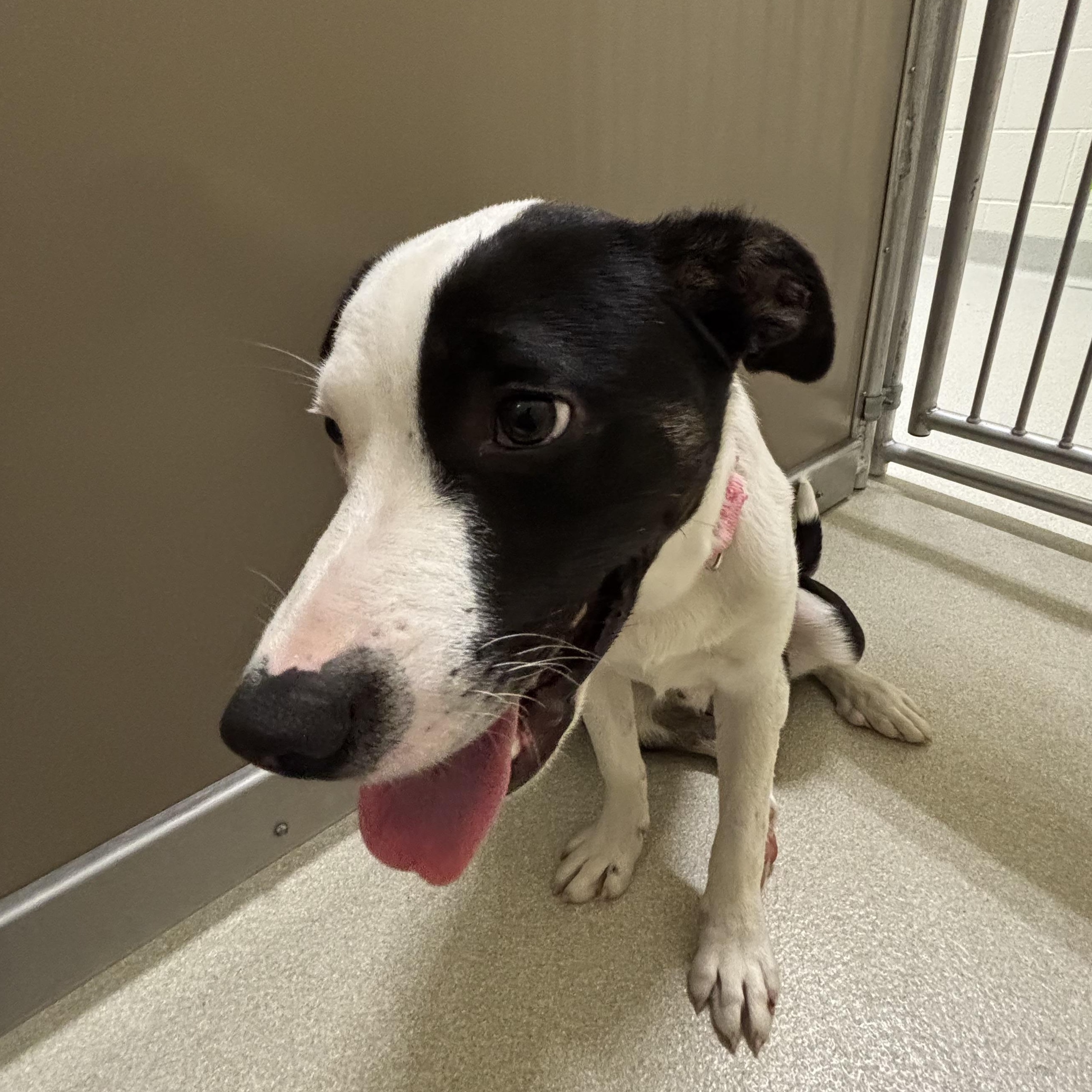 MJ, Young Male Border Collie