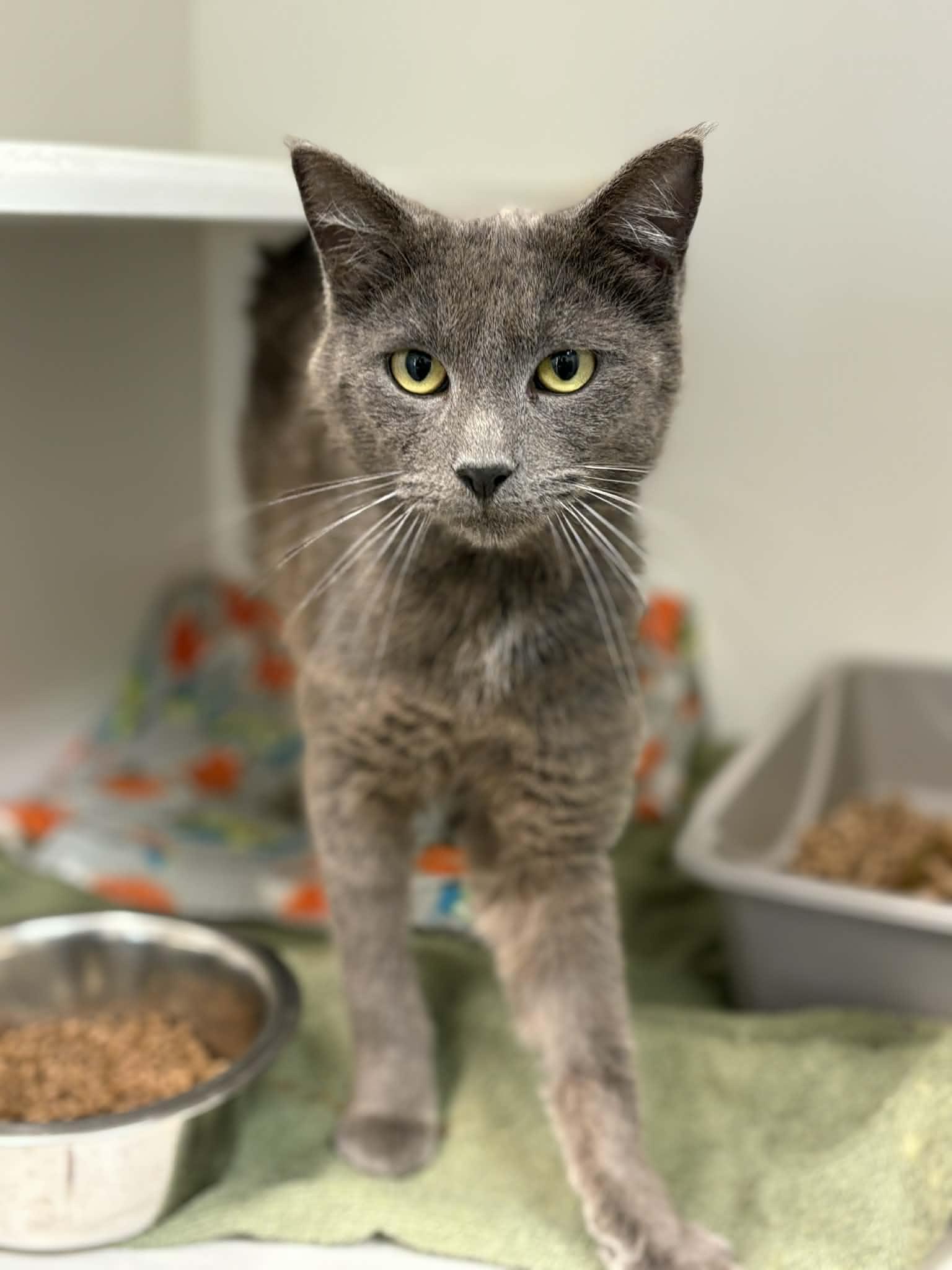Enlarge Gary, a ADOPTABLE Domestic Short Hair in Grants Pass, OR image 1/1