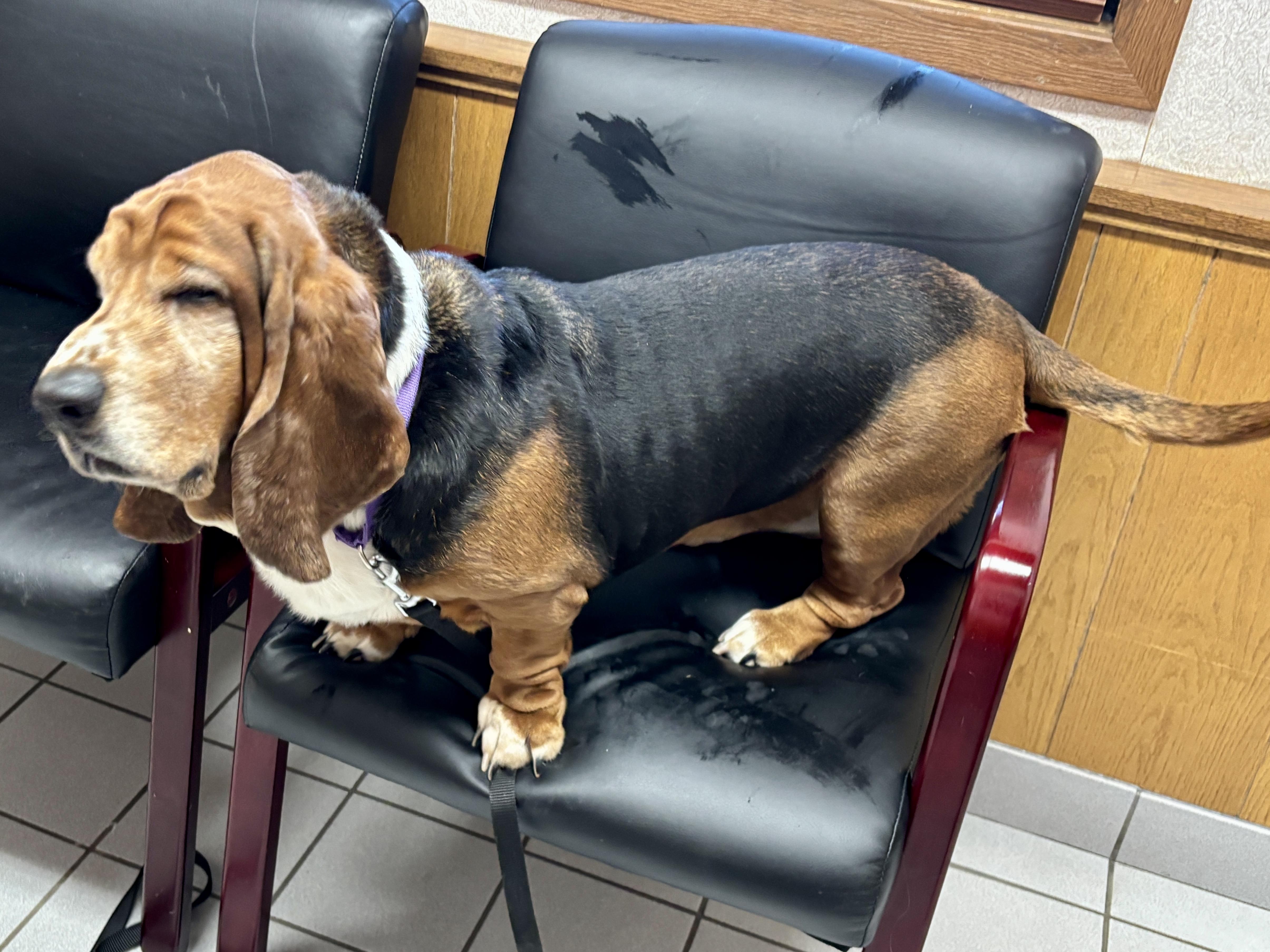 Tilly, an adopted Basset Hound in St. Paul, MN image 2/4