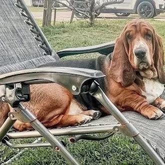 Tilly, an adopted Basset Hound in St. Paul, MN image 3/4