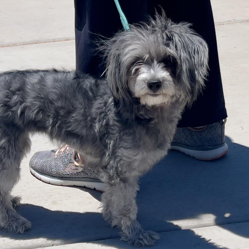 Lila, Adoptable, Adult Female Miniature Poodle & Maltese.